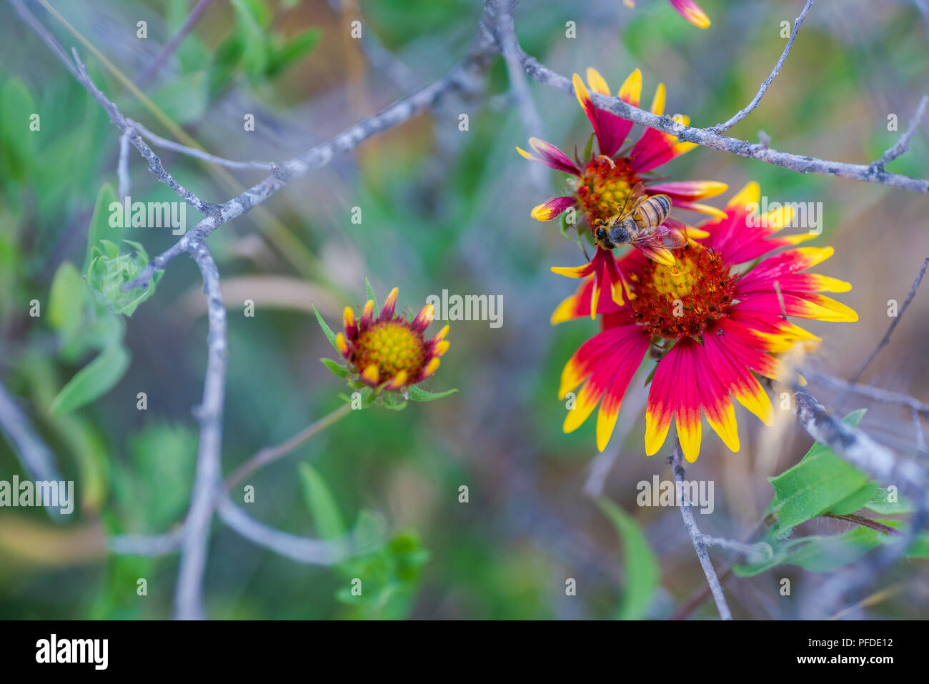Texas Spring Wildflowers Stock Photo Alamy