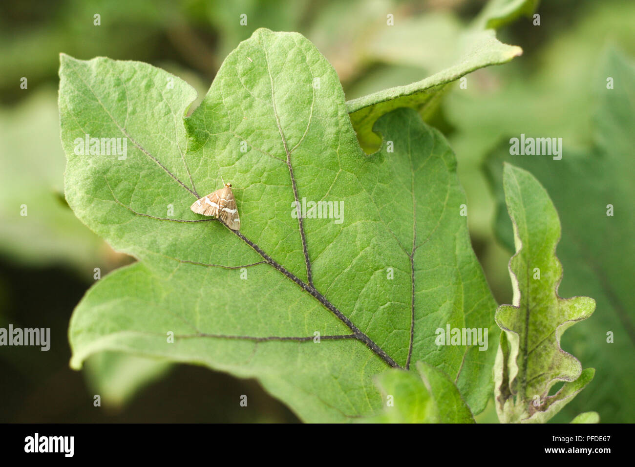 Eggplant Fruit Borer Moth on Leaf Stock Photo