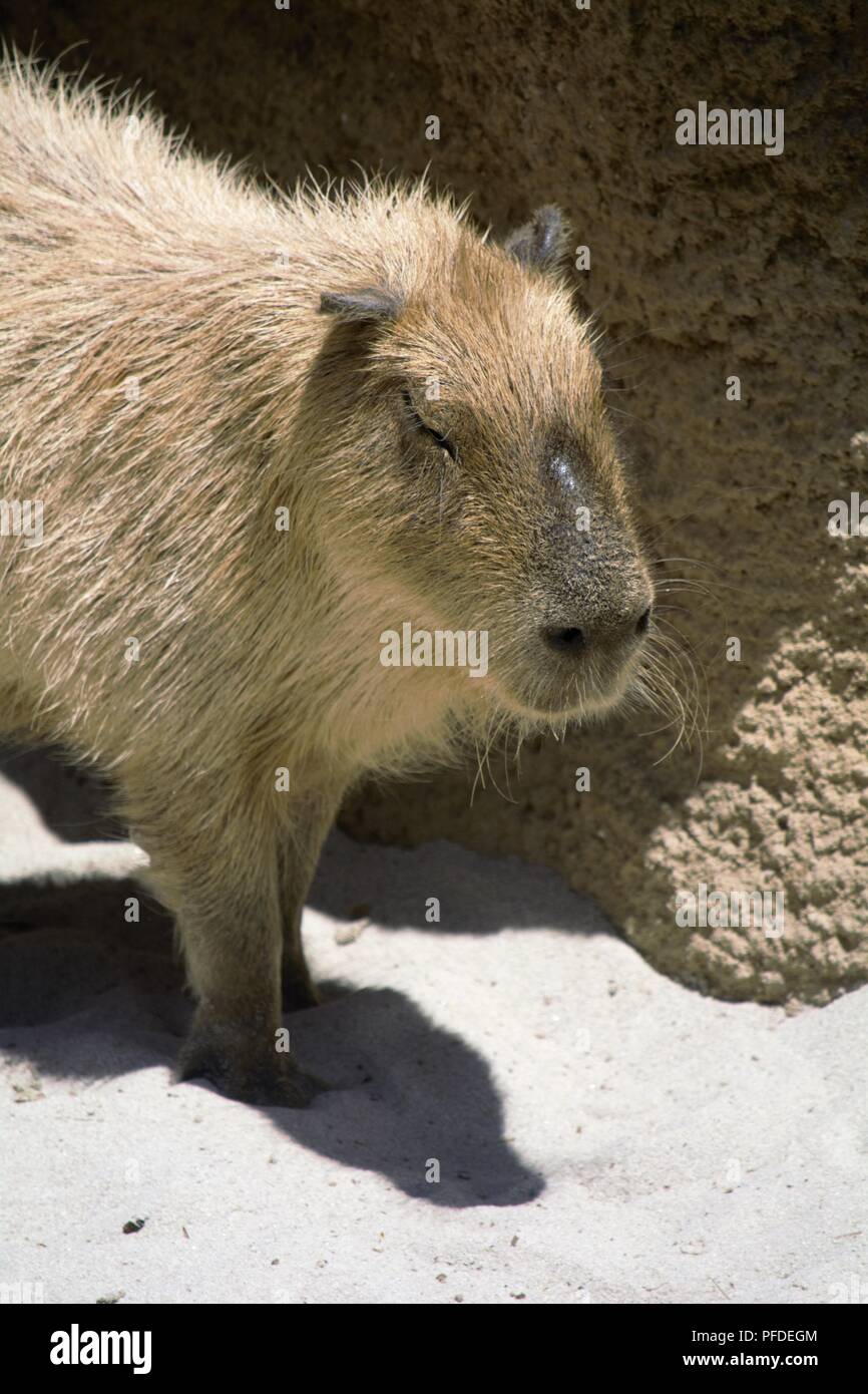 Capybara;  Hydrochoerus hydrochaeris Stock Photo