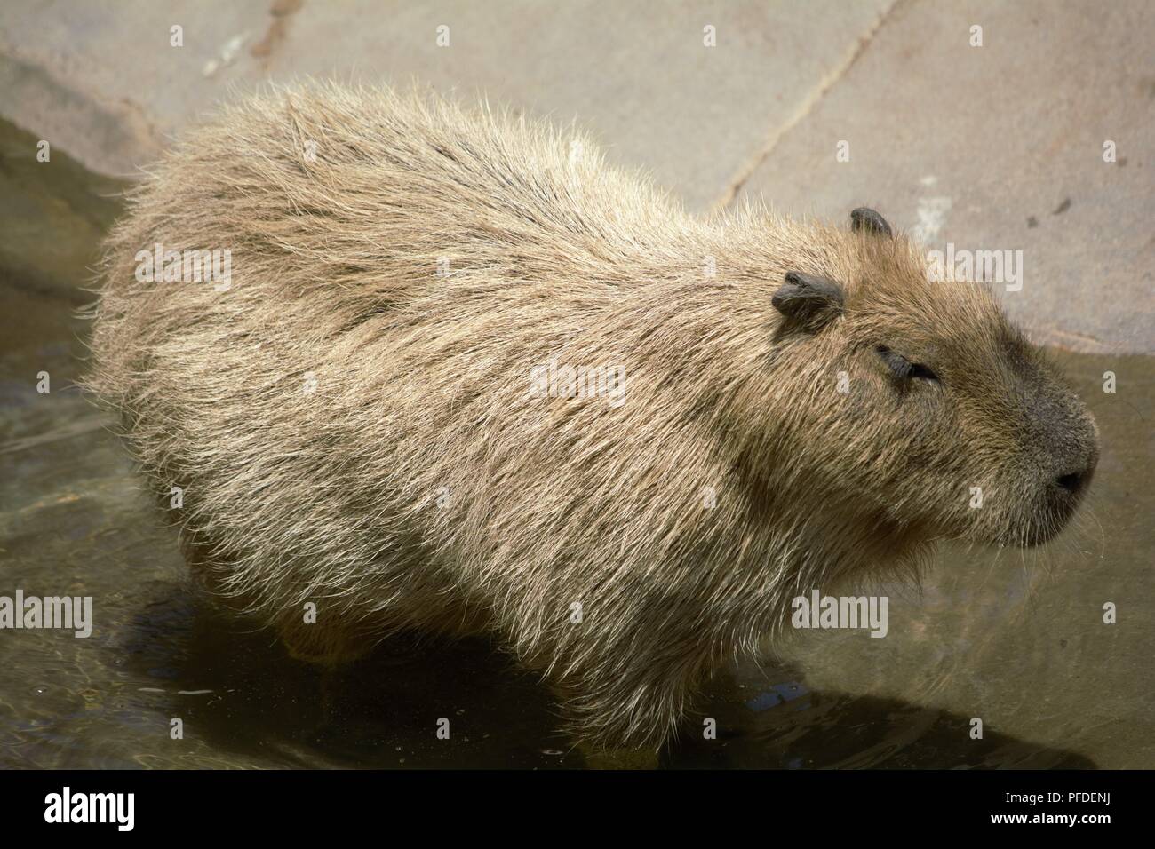 Capybara;  Hydrochoerus hydrochaeris Stock Photo
