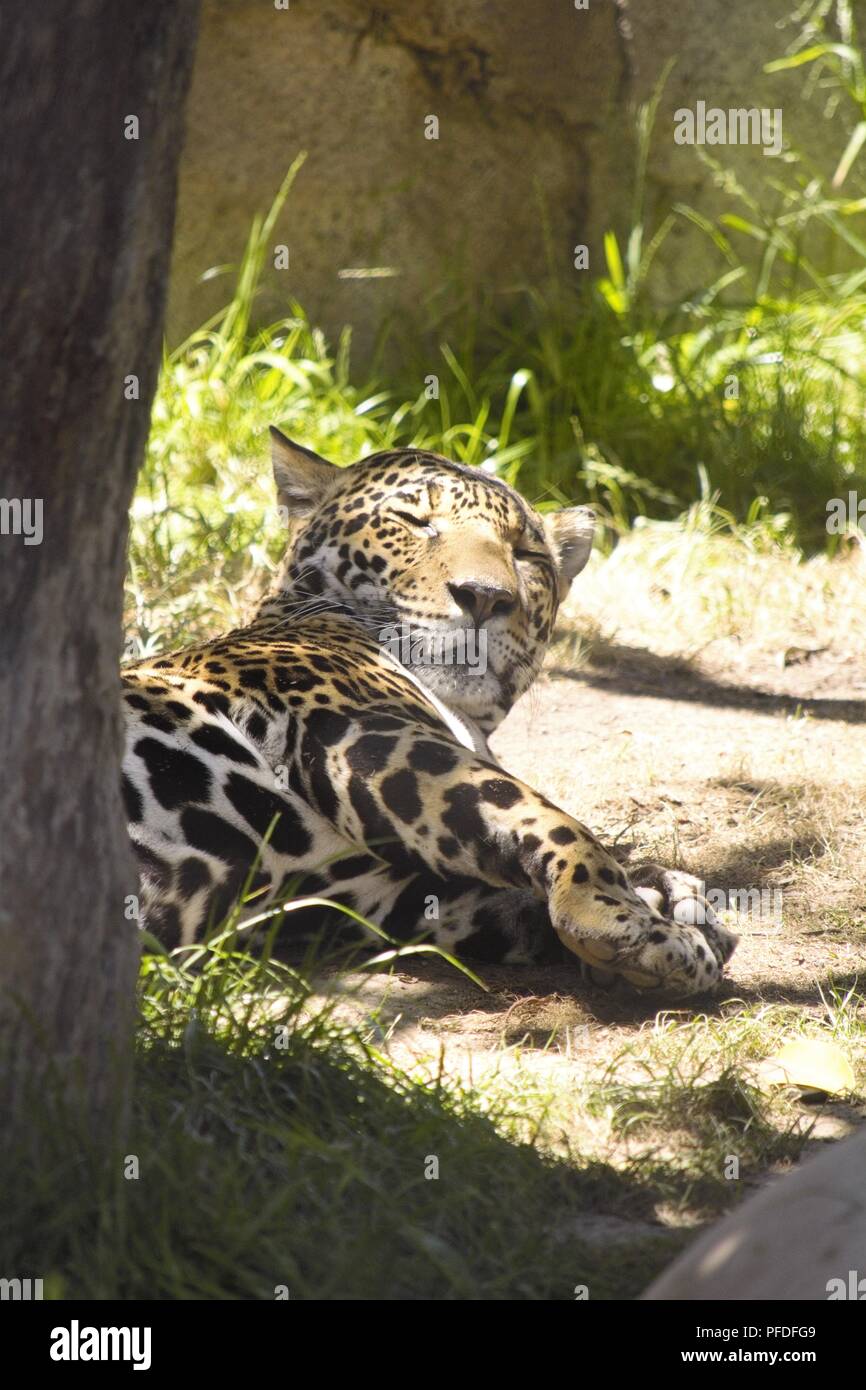 Jaguar; Panthera onca Stock Photo