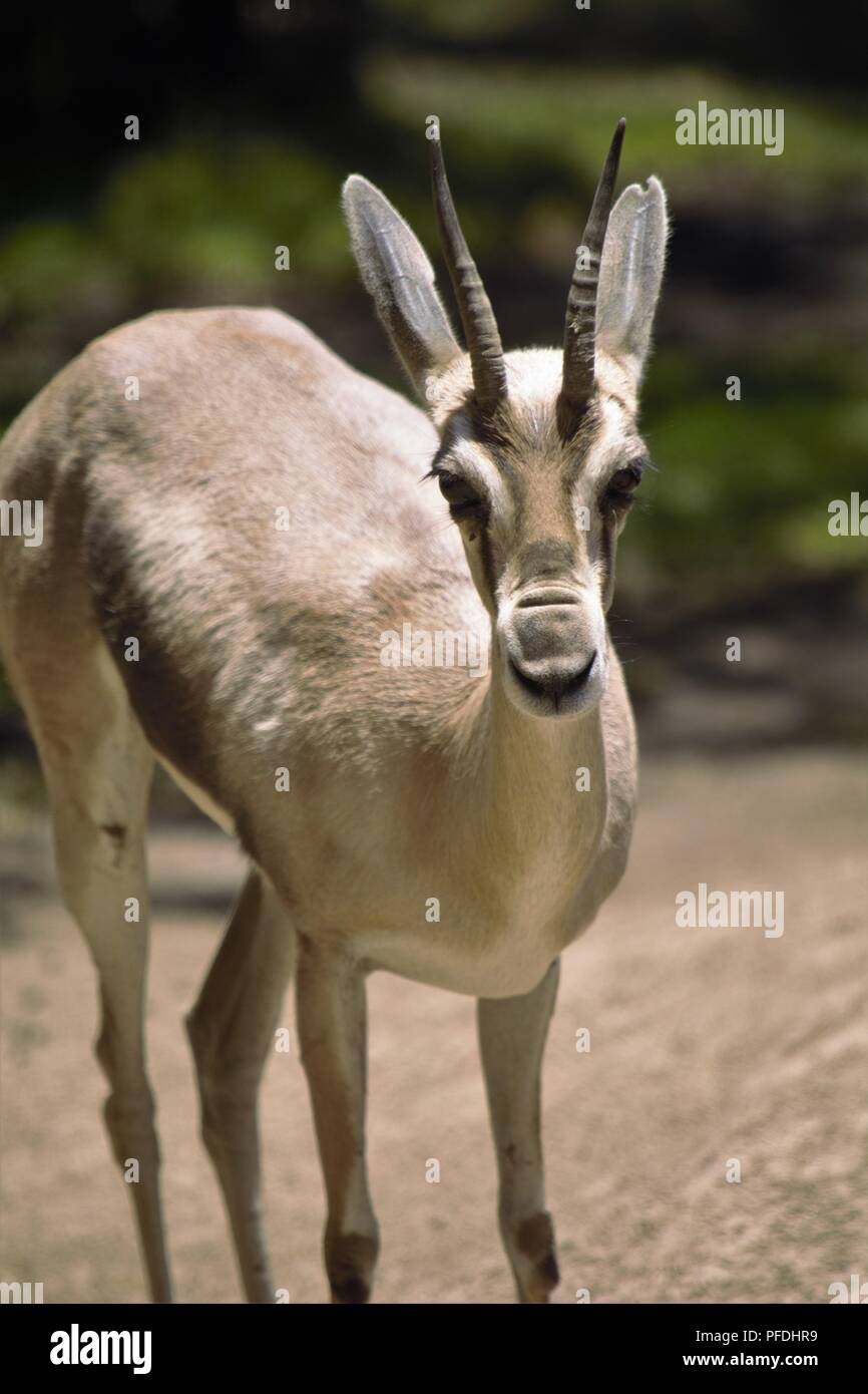 Speke's gazelle;Gazella spekei Stock Photo