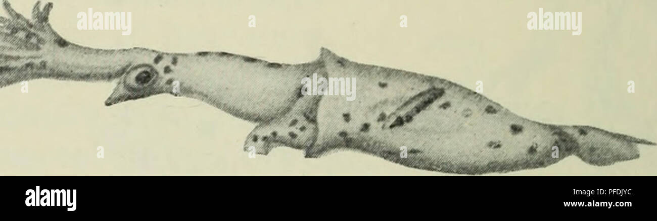 . The depths of the ocean; a general account of the modern science of oceanography based largely on the scientific researches of the Norwegian steamer Michael Sars in the North Atlantic. Oceanography. 592 DEPTHS OF THE OCEAN include mostly large forms, belonging to a biological group of squids (comprising the family of giant squids, Architeuthidae), the members of which are among the pirates of the ocean, and in their turn fall a prey to the large squid-hunting whales. Illex illecebrosus and Ommatostrephes todarus are northern forms, of great importance on the banks of New- foundland, and alon Stock Photo