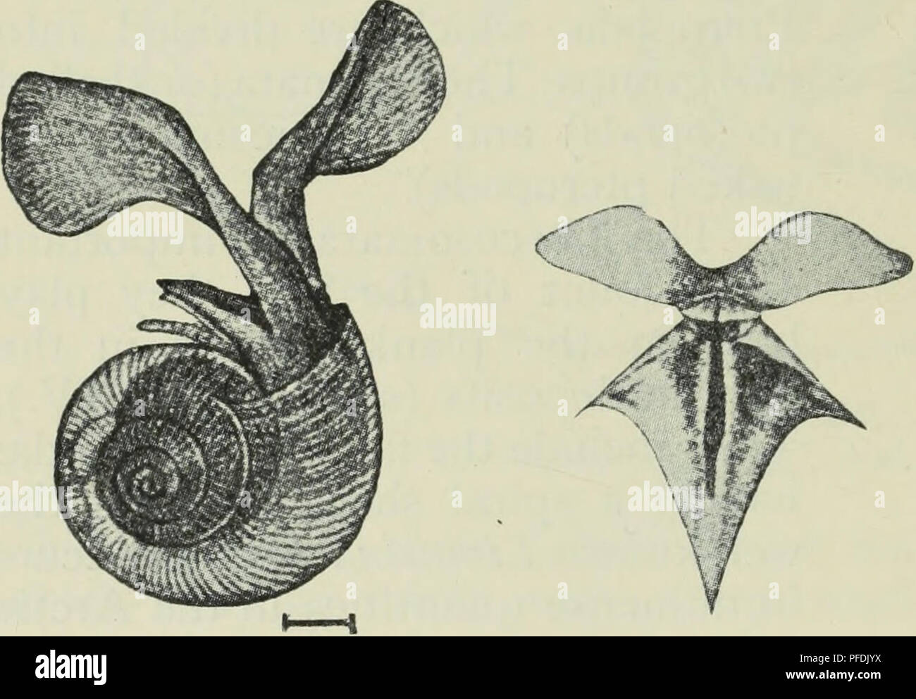 . The depths of the ocean; a general account of the modern science of oceanography based largely on the scientific researches of the Norwegian steamer Michael Sars in the North Atlantic. Oceanography. Fig. 429. Limacina retroversa, Fleming. (From Sars.) Fig. 430. Clio pyramidata, L. (From Boas.) acicula (Fig. 431) and Cavolinia gibbosa (Fig. 432) are characteristic forms. The &quot; whale's food,&quot; Clione limacina (Fig. 433), is specially abundant in north- ern waters, and is better known than most of the Gymnosomata. It is 3 or 4 cm. long, perfectly transparent, with red shad- ings and bl Stock Photo