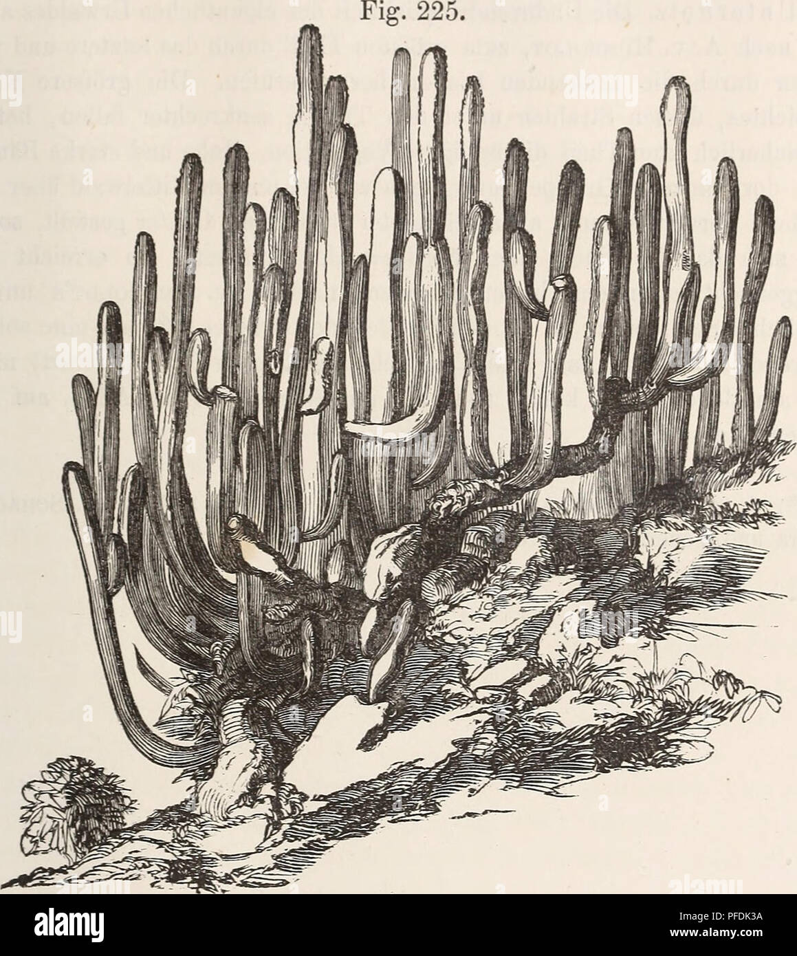 . Der baum. Trees; Plant physiology. Die Wälder auf Madeira nnd Tenerife. 343 Klciniii neroifolia, die zu den Comi)ositon gehört und in den Wintermonaten gelbe Blütlienbiiscliel trägt, während die Eujjliorbia piscatoria und E. ])al- samifera mit entwickelten Blättern liohe Büsche bilden und die Opuntia ihre dicken Cliederäste über die wilden Gesteinsmassen erhebt. Von den genannten Eupliorbien ist nur die letzte unschädlich, dagegen wird der weifse, wie Kahm hervorquellende Milchsaft der anderen für sehr giftig gehalten. Mit frischen Zweigen der Euphorbia piscatoria fängt man, wie bei uns mit  Stock Photo