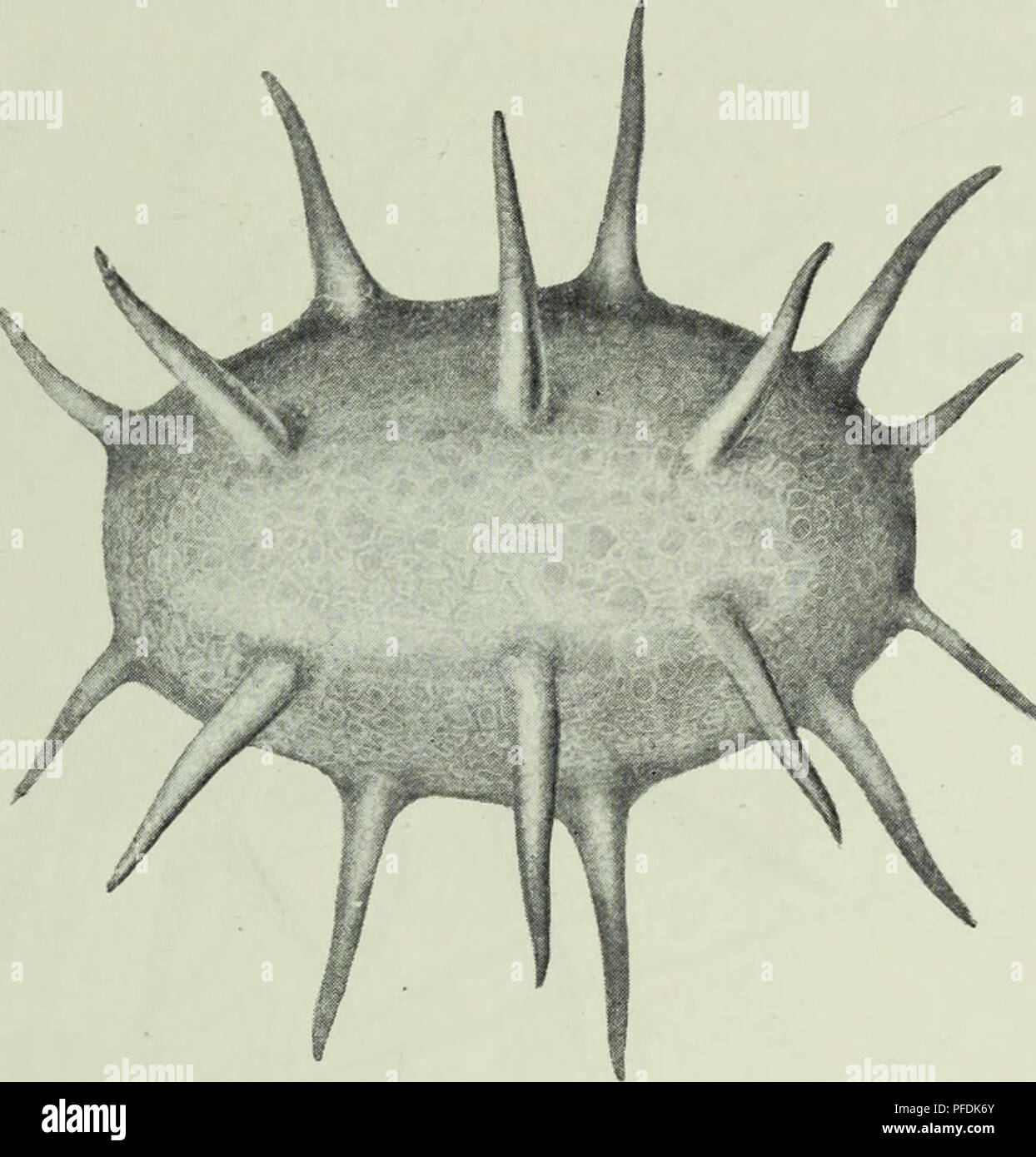 . The depths of the ocean; a general account of the modern science of oceanography based largely on the scientific researches of the Norwegian steamer Michael Sars in the North Atlantic. Oceanography. INVERTEBRATE BOTTOM FAUNA 541. Fig. 384. Deima fastosi/m, Theel. &quot; Michael Sars, Station 48. 1910, tarda, Pontophilus norvegicus, Pagurus pubescens, Calocaris macandrece, Geryon tridens. Worms: Aphrodite aculeata, Lcetmonice ftlicornis, Lumbrinereis fragilis. Brachi- opod ; Waldheimia septata (in large quantities). This list also might easily be extended. We see, therefore, that the fauna in Stock Photo