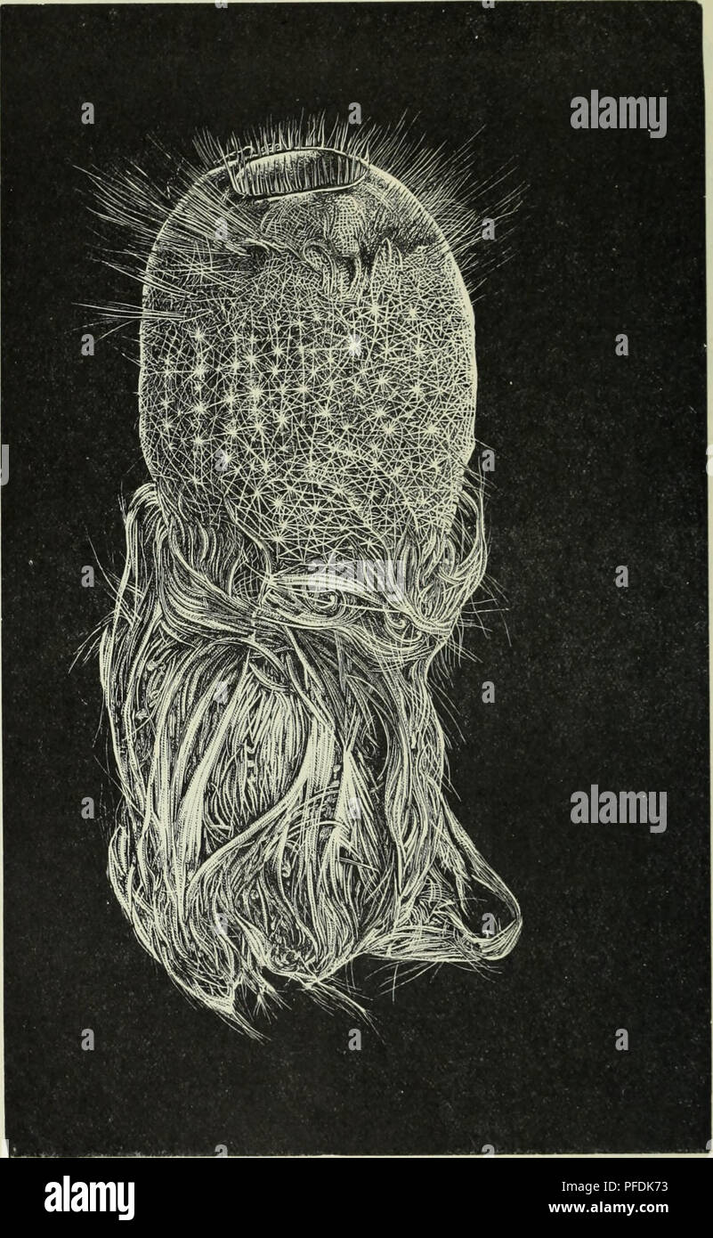 . The depths of the ocean; a general account of the modern science of oceanography based largely on the scientific researches of the Norwegian steamer Michael Sars in the North Atlantic. Oceanography. 54© DEPTHS OF THE OCEAN Sea-slugs : Stichopus tremulus, Bathyplotes tizardi, and Cucumaria hispida. Starfishes: Psilaster andromeda, Astrogonium pareli, Pteraster multipes, Peltaster nidarosiensis, Brisinga coronata and B. endecacnemos.. Fig. 383. Pheronema carpenteri, Wy. Thorns. Reduced. (After Wyville Thomson.) Brittle-stars: Ophiacantha abyssicola, Ophiactis abyssicola, Opliiocten sericeum, A Stock Photo