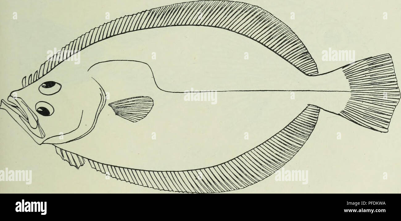 . The depths of the ocean; a general account of the modern science of oceanography based largely on the scientific researches of the Norwegian steamer Michael Sars in the North Atlantic. Oceanography. Fig. 294. Hippoglossus vulgaris, Flem. (After Smitt.) Pleuronectes limanda, L., 1902, Faroe Bank, 130 metres. Arnoglossus laterna, Walb., 1910, Station 3. Arnoglossus lophotes, Giinth., 1910, Stations 3, 37, 38. Arnoglossus grohmanni, Bonap., 1910, Station 38. Zeugopterus megastoma, Donov. (megrim), 1902, Faroe Bank, 130 metres; 191c Stations 1, 3, 96 (see Fig. 295).. Fig. 295. Zezigopter-us mega Stock Photo
