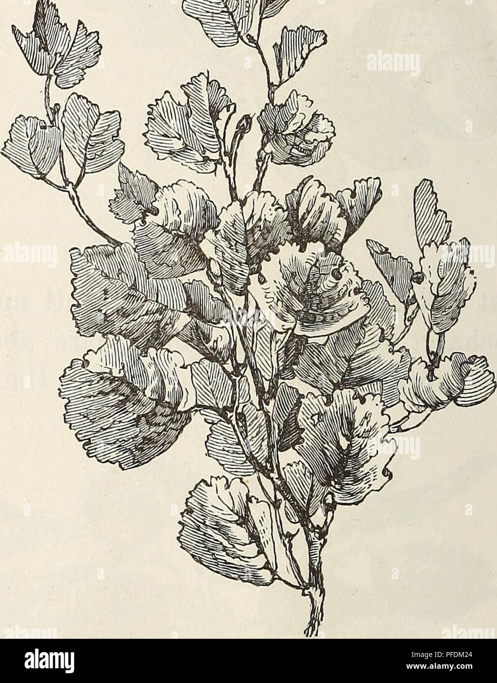 . Der baum. Trees; Plant physiology. Die 'erstenâ BlÃ¤tter der keimenden Pflanze, die sogenannten Plumula- BlÃ¤ttchen oder PrimordialblÃ¤ttchen sind von den BlÃ¤ttern des erwachsenen Baumes oftmals der Gestalt nach verschieden; bei der Eiche, der Wallnufs Fig. 106. Zweiglauf und Blattstand der Weifsbirke (Ãetula alba). Fig. 107. Laubgruppe der oberen Aeste der Erle (Alnus glutinosa). *) Man vergleiche fÃ¼r die BlÃ¤tterformen auch den BlÃ¤tterkranz auf dem Umschlag.. Please note that these images are extracted from scanned page images that may have been digitally enhanced for readability - colo Stock Photo