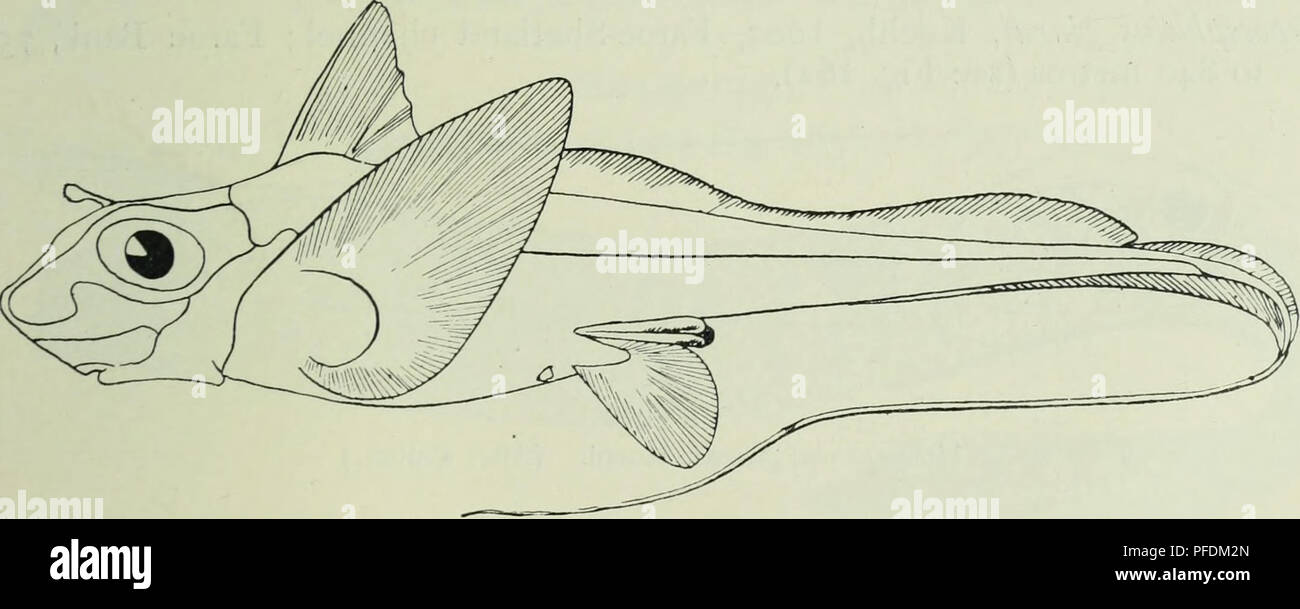 . The depths of the ocean; a general account of the modern science of oceanography based largely on the scientific researches of the Norwegian steamer Michael Sars in the North Atlantic. Oceanography. Fig. 258. Raia circularis, Couch. (After Smitt.) Raia bait's, L. (skate), 1902, Faroe Bank, 130 metres; Faroe-Shetland channel. Rata vomer, Fries, 1902, Faroe Bank, 750 metres; 1910, Station 3. Raia nidrosiensis, Coll., 1910, Station 4. Raia fullonica, L., 1902, Faroe Bank, 390 metres; 1910, Station 21. Myliobatis Myliobatid^e 'a, Cuv. (whip-ray), 1910, Station 36. Order—HOLOCEPHALI CHIMiERID^E C Stock Photo