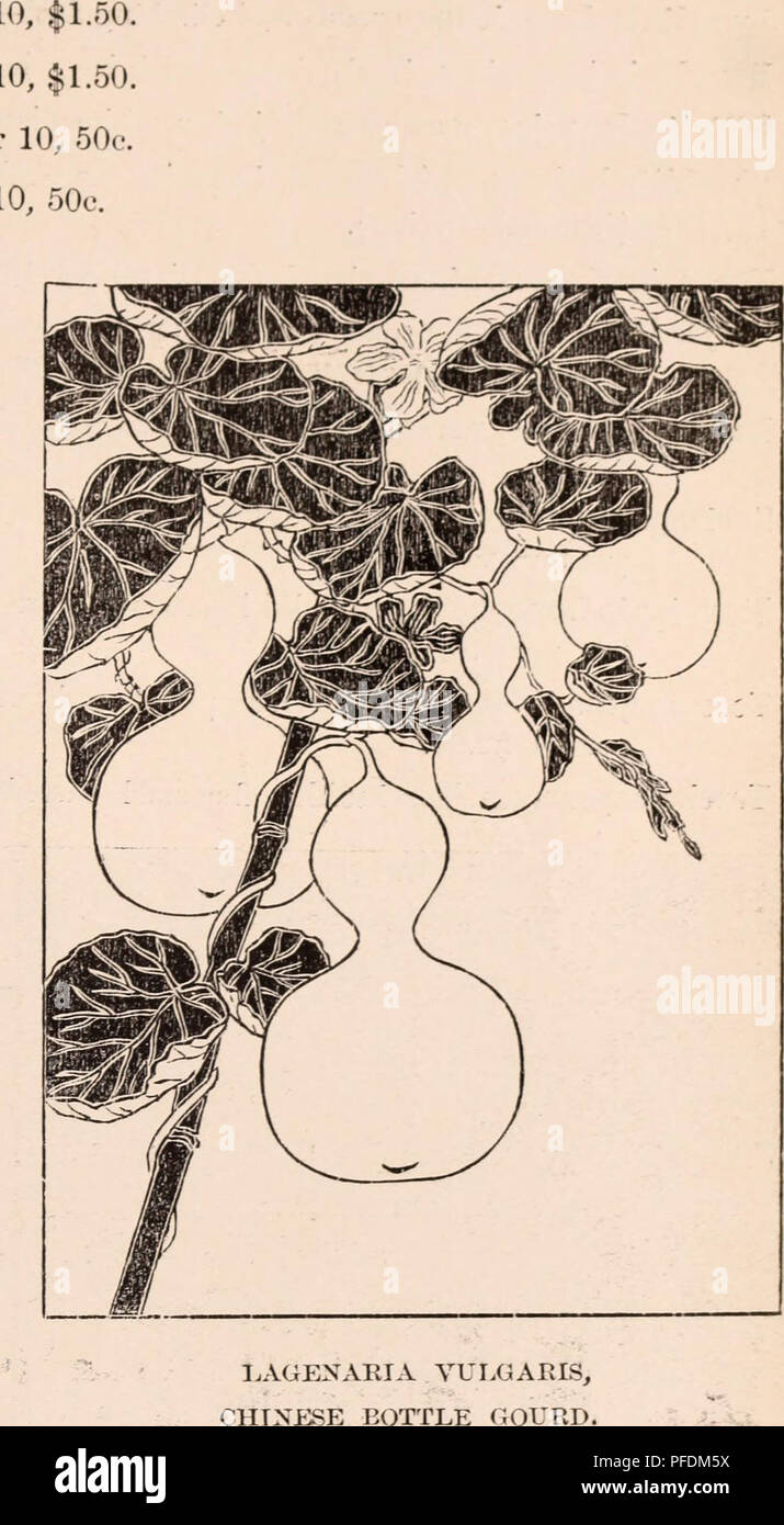 . Descriptive catalogue of flowering, ornamental trees, shrubs, bulbs, herbs, climbers, fruit trees, &amp;c., &amp;c., &amp;c. / for sale by the Yokohama Nursery Co., Limited.. Nursery Catalogue. CATAIX:)GUE OF THP: YOKOHAMA NURSERY Co., Ltd. (1911). 81 Clematia florida, tine white double—per ] Clematis florida, fiue doul)le violet—per 1 Dloscorea liatatas, (Cimiamou vine)—pei Dioscorea Sativa, (Cinnamon vine)—])or ] Dioscorea tenuipes, smaller species—per 10, 50 c. Bolichos Labial), Daylight/' hardy annual climbing vine, tall quick easy growing; its beautiful w h i t v profuse flowers yield e Stock Photo
