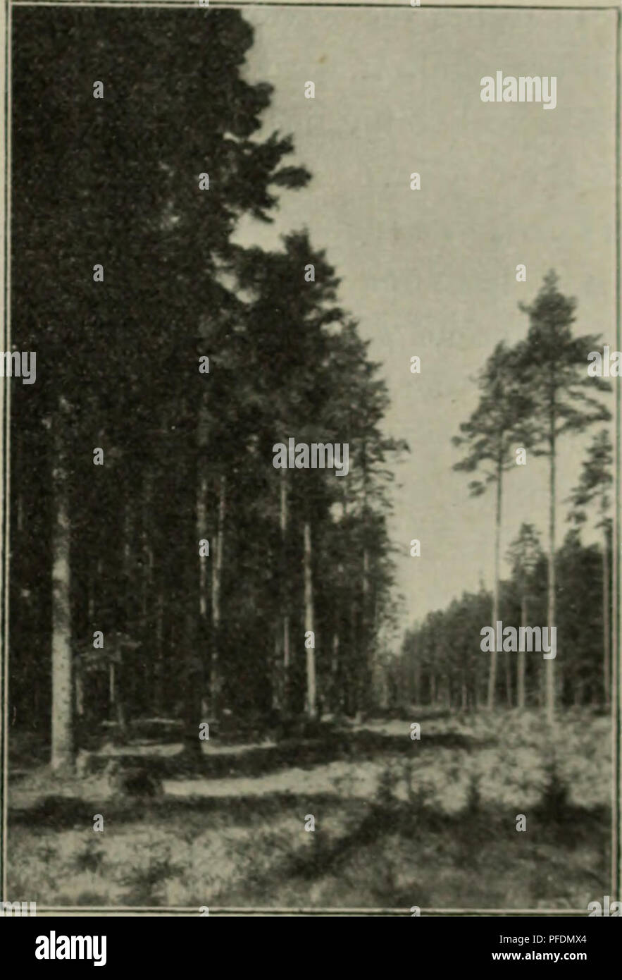 . Der Blendersaumschlag und sein System. Forests and forestry. 1. Kapit(;l. Methode und Verfahren der BlenderaaujuVerjüngung. 45 nähme maclicn allerdingH zuweilen di* ersten AnJiieW* an alu*n BeHtand«*«rändern, besonders Feldträuf(^n, die auf dem Außensaum stark zur Wnvilderung neigen, was sieJi wold daraus erklärt, daß hier unbeachtet zahlreiche Schattenpflanzen schon vorhanden waren, der Boden dichter gehigert ist und Bich mehr L'nkraut- samen auf iJim angesammelt hatten bezw. einfliegen. L'eber das Verhalten der Un- kräuter zum Li(;lit vgl. (.'ieslars rntersuehungen in rjen Mitteilungen aus Stock Photo