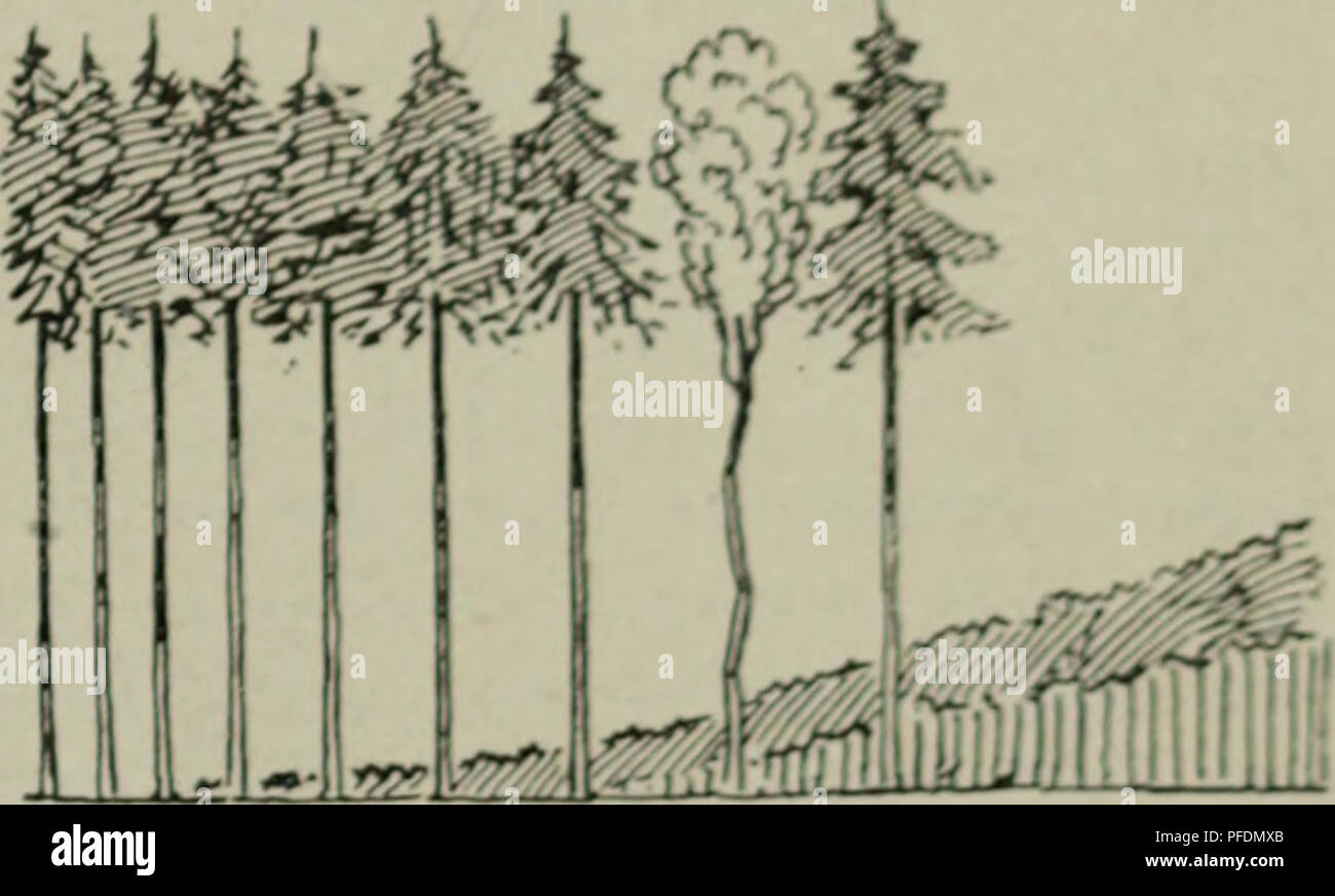 . Der Blendersaumschlag und sein System. Forests and forestry. 1. Kapitol. Methodo und Verfahren der Hlendersauniverjüngunt^. 37 gerung von FroHtgcfahr, FoucMsgefalir iisu. DU-, Pnxluktionsfaktoren betätigen sich lii(;r zum &gt;Sclia(l(;n der Wirtscliaft, «-r/ougeji statt Holz sohiwUicho und lÜMtige Stoffe, trcilKiu Kraftvorg(;u(lu]ig. Sie sind nicht nur unvollkommirn aiufgenutzt, son(l(;ni gar niiBbraucJit. Wird somit das l'nkraut durch di(;jciiig(;n Produktionskrüfte erzeugt, welche die Bestockuug uug(^ruitzt läßt, so ist dafür zu sorgen, daü sie durcii dicrno re«t- los genützt werdcin. J)ar Stock Photo