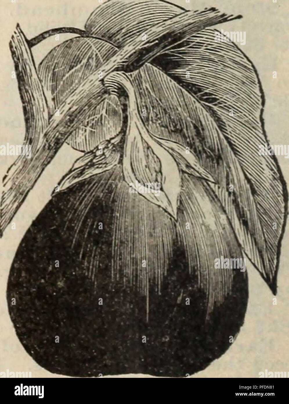 . Descriptive catalogue : trees plants seeds.. Trees Catalogs; Flowers Catalogs; Vegetables Seeds Catalogs; Commercial catalogs Texas Fort Worth; Trees; Flowers; Vegetables; Commercial catalogs. CELERY An excellent and popular variety. Pkt. 5 cts., oz. 25 cts. White Plume. Self-blanch- ing to a great extent. Pkt. 5c, oz. 35 cts. CORN, Our Corn is all northern grown, and must not be con- founded with Texas-grown stock, as it is from 10 to 15 days eai-lier. p. Early Minnesota. A standard early variety. oc-' Pkt. 5 cts., pt. lOcts., qt.20 cts., pk. 85 cts., bus. $3.25. Early Adams. The most popul Stock Photo