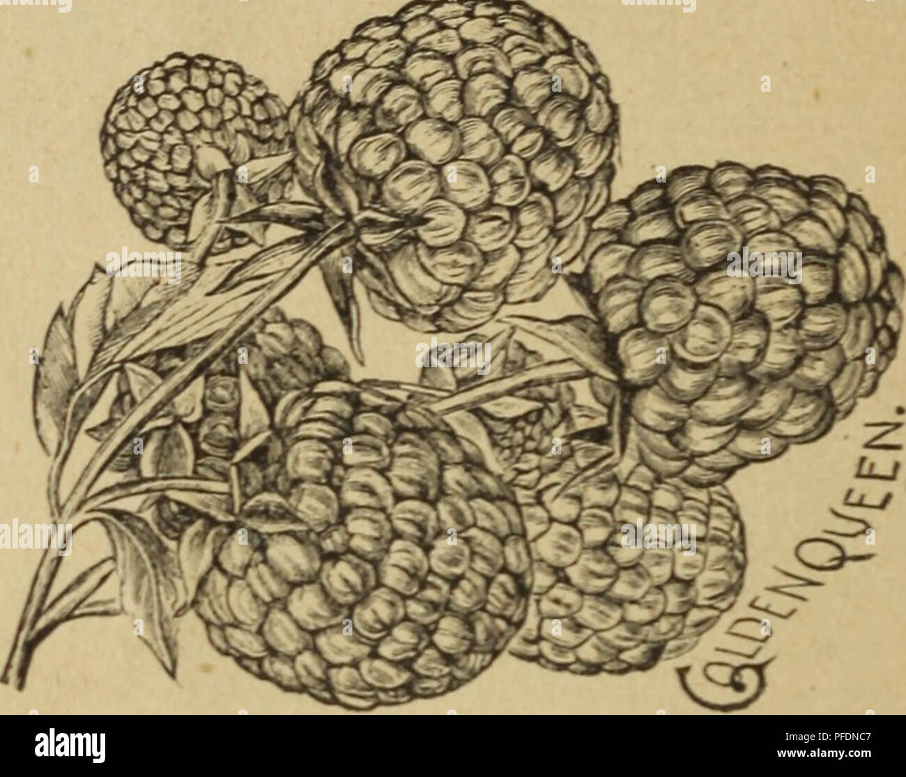 Golden Queen Raspberry Image This catalog offers a detailed listing of high-quality fruits, plants ...