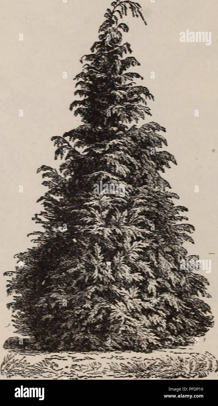Descriptive Catalogue Of Fruit And Shade Trees Vines Ornamental Plants And Roses For Sale At The Fancher Creek Nursery Nurseries Horticulture California Fresno Catalogs Fruit Trees Seedlings Catalogs Fruit Catalogs Plants