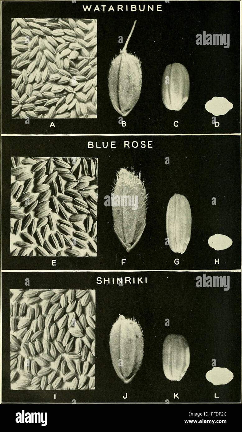 . Department bulletin. Agriculture; Agriculture. BjI. 1127, U. S. Dipt, of Agriculture. Plate IV.. Seeds and Kernels of Rice of the Wataribune, Blue Rose, and Shinriki Varieties. A, B, F, F, I, J, Peerls: C, O, K, kernels: F&gt;, II, I, transverse sections of kernels. (Figures A, F, and /, natural size; all others, X 4.). Please note that these images are extracted from scanned page images that may have been digitally enhanced for readability - coloration and appearance of these illustrations may not perfectly resemble the original work.. United States. Dept. of Agriculture. Washington, D. C.  Stock Photo