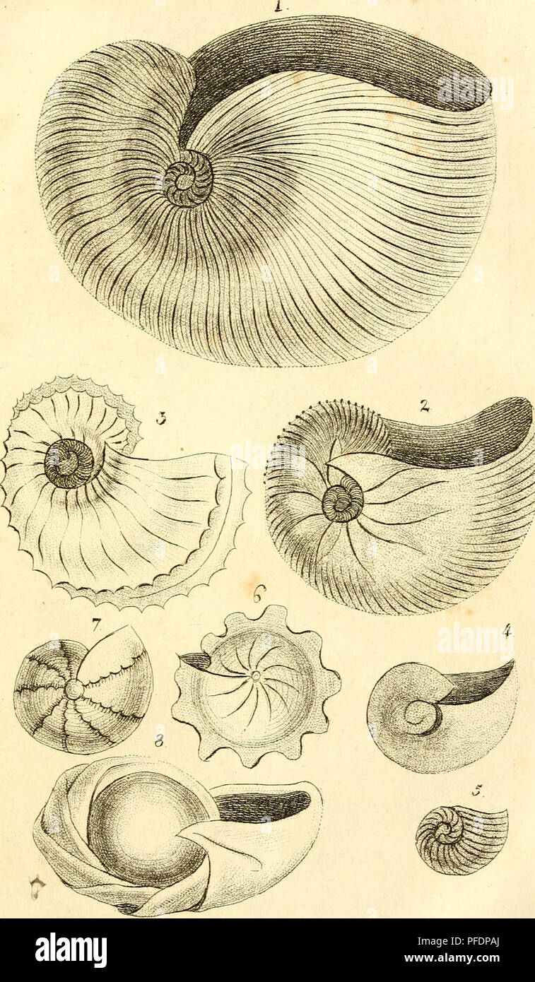 . Denys Montforts allgemeine und besondere Naturgeschichte der Weichwürmer : Mollusques, als Fortsetzung der Bussonschen Naturgeschichte. Mollusks. ?l 41- &lt;ßdm.f.m.. 1-2.3. It. 5 AraotciziXe&lt;f. O.J. Orhaiite* 8. Aialrc Ort»uUt&lt;. Please note that these images are extracted from scanned page images that may have been digitally enhanced for readability - coloration and appearance of these illustrations may not perfectly resemble the original work.. Denys de Montfort, Pierre, b. ca. 1768. Hamburg ; Mainz : G. Vollmer Stock Photo