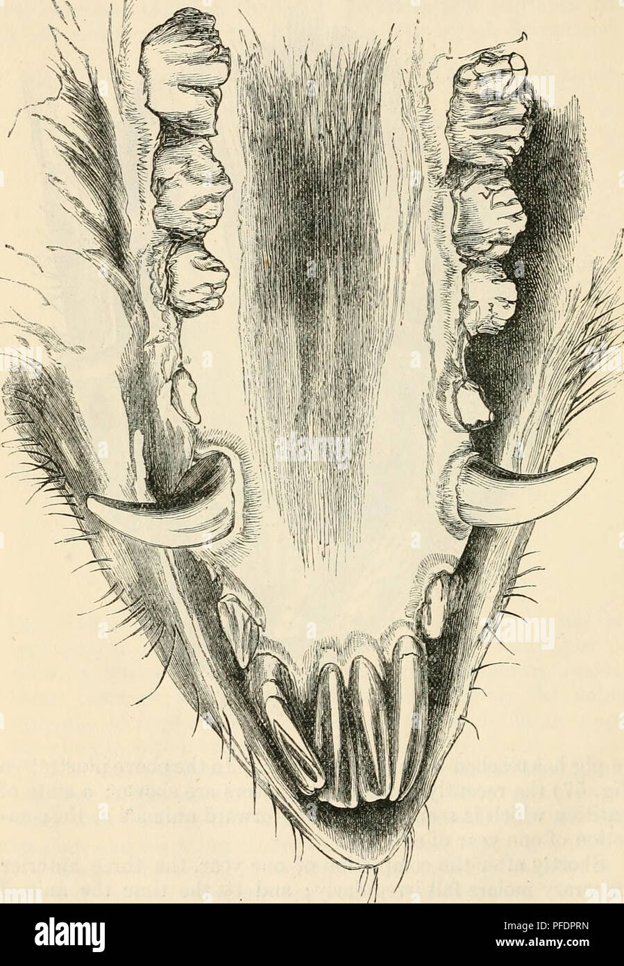 Dentition as indicative of the age of the animals of the farm Domestic animals