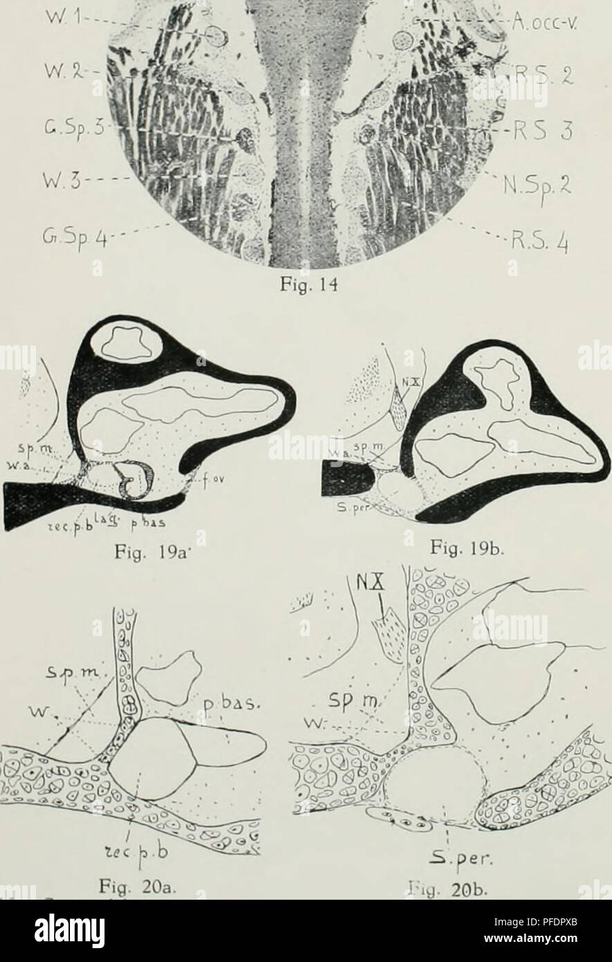 De Ontwikkeling Van Het Chondrocranium Van Alytes Obstetricans Voor De Metamorphose N K C Aud N I S Quot I Fig a Van Seters Del Please Note That These