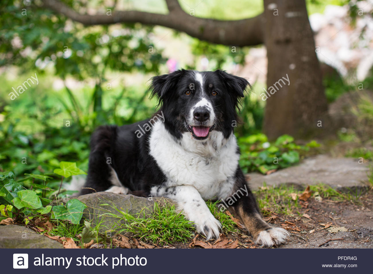 Black And White Border Collie Mix Dog Lying Down On Grass In Park