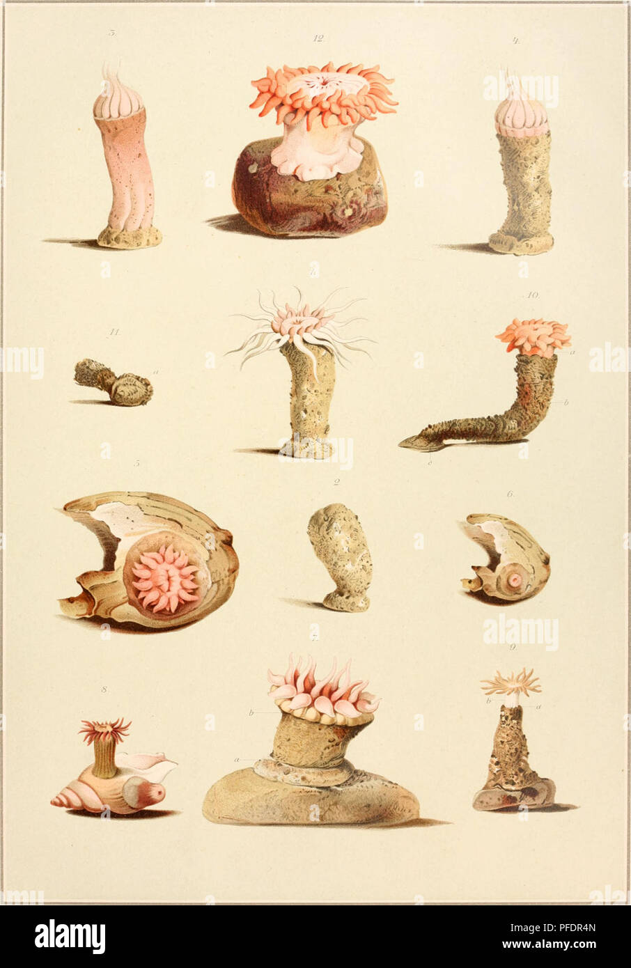 . Den Norske Nordhavs-expedition, 1876-1878. Scientific expeditions; Marine animals -- Norwegian Sea; Marine animals -- Arctic regions; Norwegian Sea. Ihavs-Expedil Vtmula. L.2.3.4. Phellia bathybia n.sp. 5-6. Phellia norvegica n.sp. 7.Phellia violacea. n sp. 8.Phellia spitsbergensis n.sp. 9.Phellia crassa n.sp. 10-ll.Andvakia mirabilis n.g.et sp 12. Sagartia splendens n.sp.. Please note that these images are extracted from scanned page images that may have been digitally enhanced for readability - coloration and appearance of these illustrations may not perfectly resemble the original work..  Stock Photo