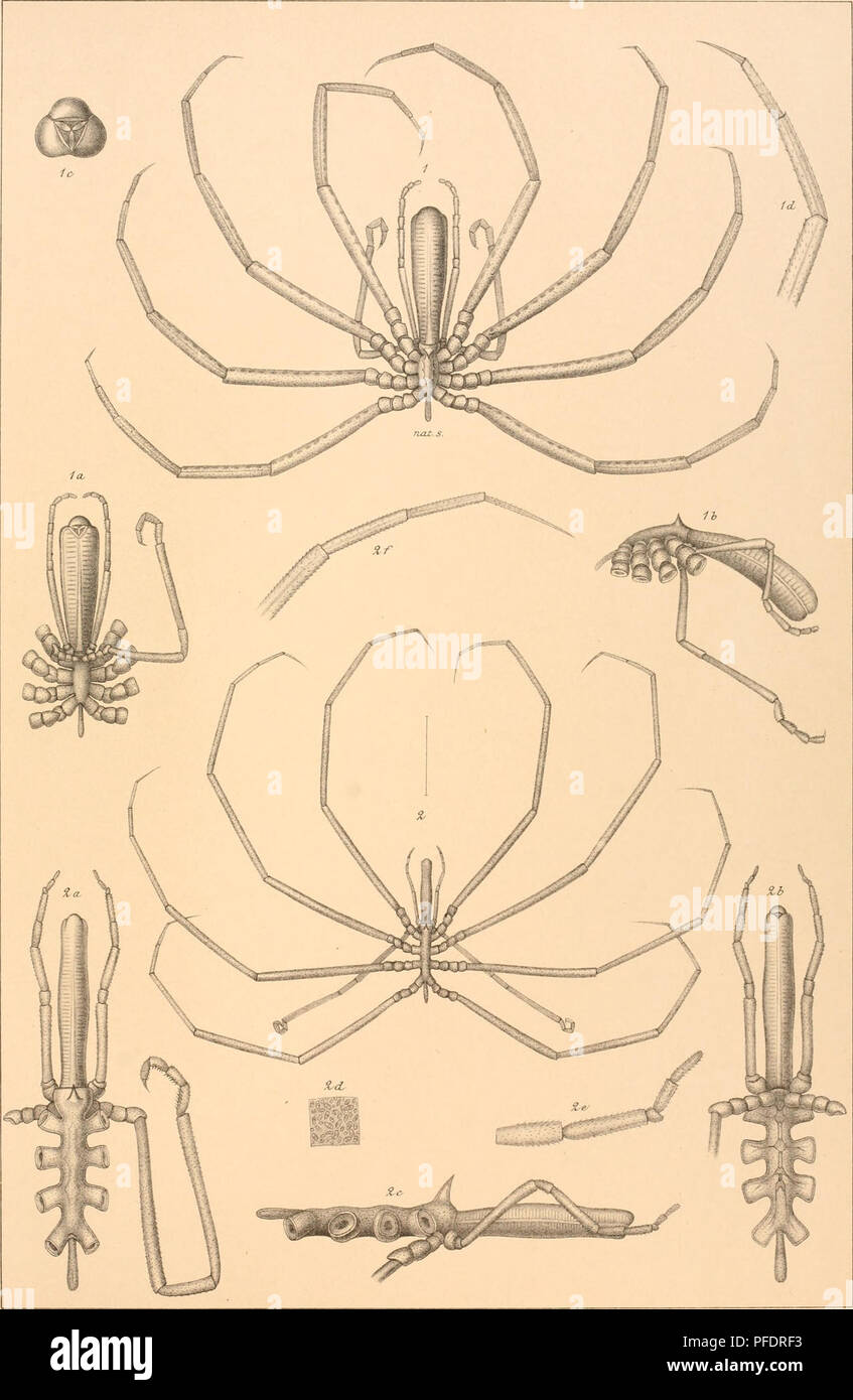 . Den Norske Nordhavs-expedition, 1876-1878. Scientific expeditions; Marine animals -- Norwegian Sea; Marine animals -- Arctic regions; Norwegian Sea. Nordli. Exped. G.O. SÃ RS, PYCNOGONIDEA. Pl XV. G.O SÃ¥rs del. LithW.Schlachter, StocKholm. FiJ.1,a-d,COLOSSENDEIS PROBOSCIDEA,(Sab). Fi|. 2, a-f, COLOSSENDEIS ANGUSTA, G.O.SÃ¥rs.. Please note that these images are extracted from scanned page images that may have been digitally enhanced for readability - coloration and appearance of these illustrations may not perfectly resemble the original work.. Mohn, Henrik, b. 1835; Sars, G. O. (Georg Ossia Stock Photo