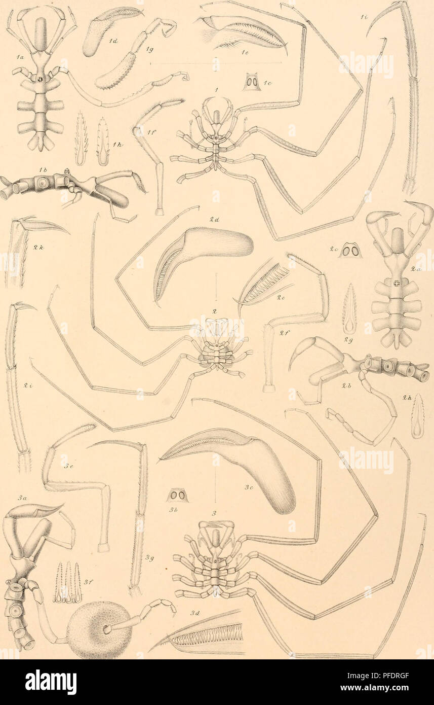 . Den Norske Nordhavs-expedition, 1876-1878. Scientific expeditions; Marine animals -- Norwegian Sea; Marine animals -- Arctic regions; Norwegian Sea. Nordli Exped. &amp;.O. SÃ RS. PYCNOGONIDEA Pl. VIII.. ; C a: s del. Fig.1,a-i,NYIVIPHON LEPTOCHELES,n.sp. Fig. 2, a-k, NYMPHON STROMII, Krqyer. FiÂ£3, a-J, NYMPHON GRACILIPES, Heller. Please note that these images are extracted from scanned page images that may have been digitally enhanced for readability - coloration and appearance of these illustrations may not perfectly resemble the original work.. Mohn, Henrik, b. 1835; Sars, G. O. (Georg Os Stock Photo
