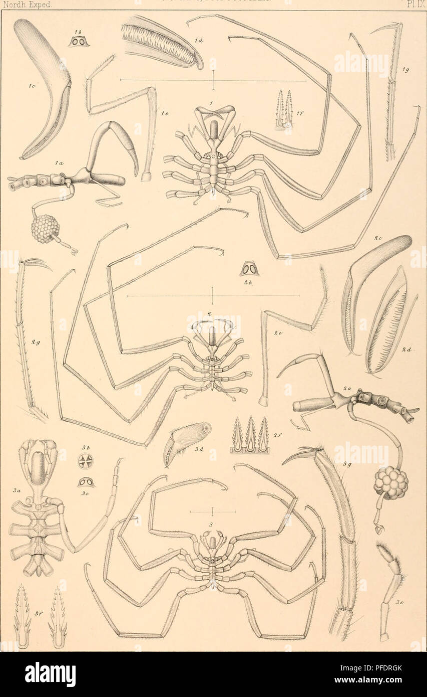 . Den Norske Nordhavs-expedition, 1876-1878. Scientific expeditions; Marine animals -- Norwegian Sea; Marine animals -- Arctic regions; Norwegian Sea. Nordh. Exped G. 0. SÃ RS, PTOQGONIDEA.. CO SÃ¥rs del. Lith W Schlachier Stockholm. Fig.1,a-g,NYMPHOIN ELEGANS,Hansen Fig-2, a-Â£, NYMPHON MACRUM, Wilson. Fi.33,a-g:NYMPHON MICRONYX, n sp.. Please note that these images are extracted from scanned page images that may have been digitally enhanced for readability - coloration and appearance of these illustrations may not perfectly resemble the original work.. Mohn, Henrik, b. 1835; Sars, G. O. (Geo Stock Photo
