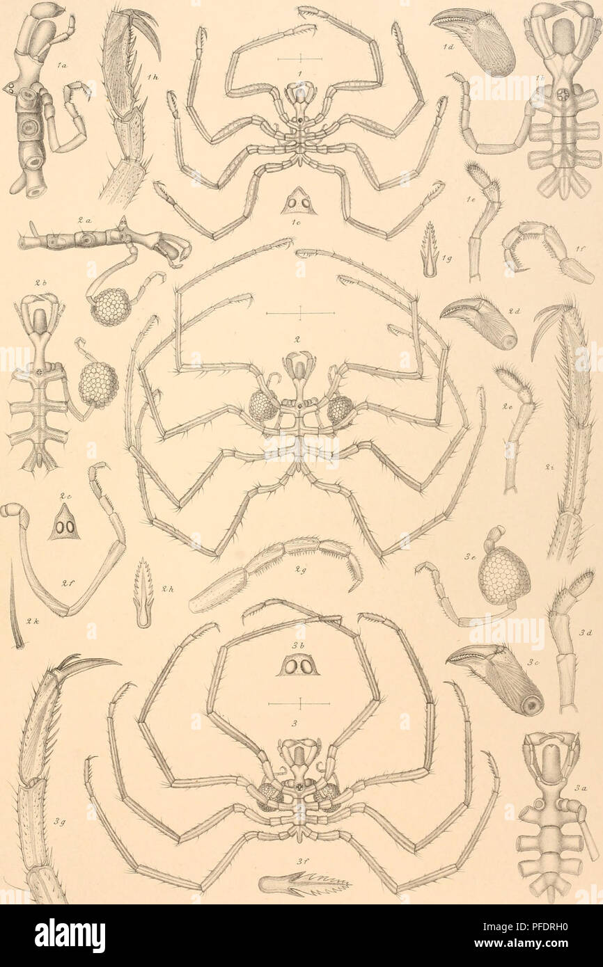 . Den Norske Nordhavs-expedition, 1876-1878. Scientific expeditions; Marine animals -- Norwegian Sea; Marine animals -- Arctic regions; Norwegian Sea. Nordh. Exp C. 0. SÃ RS, I DEA. Pl.V. G 0 SÃ¥rs, del. Lith.W ScWaÃter Stockholm. FiÃ©.la-h NYMPHON GRACILE, Leach. F,Â«.Z, a-k, NYMPHON RU BRU IYI, HodÃ©e. Fig. 3, a-g, NYMPHON BREVITARSE, Kr-byer.. Please note that these images are extracted from scanned page images that may have been digitally enhanced for readability - coloration and appearance of these illustrations may not perfectly resemble the original work.. Mohn, Henrik, b. 1835; Sars, G Stock Photo