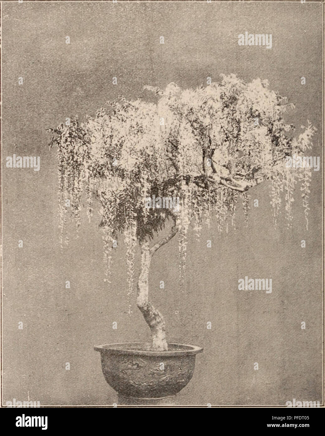 . Descriptive catalogue of flowering, ornamental trees, shrubs, bulbs, herbs, climbers, fruit trees, &amp;c., &amp;c., &amp;c. / for sale by the Yokohama Nursery Co., Limited.. Nursery Catalogue. ,sii;)irriA ukifi.oea, Hediim Slet)oldi, pemmiiil clustered pink flowers, very fine, J inch across suitable for hano iug baskets—per 10, $1.31). S a radicans, pretty alpine plant belonging to Saxifraga familv—per 10 $1.00. Therniopsis fabaeea, sho^^y y e 11 o w p a i 1 i o naceous flv)wer, ornamental per- ennial—per 10, $1.30. Tricyrtis Japonica, av h i t e flower spotted a ith purple —per 10, $1.00. Stock Photo