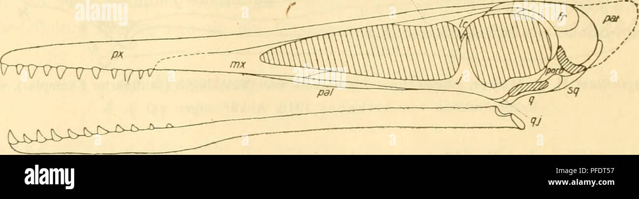 . Denkschriften - Österreichische Akademie der Wissenschaften. 412 G. A v I h a bei , eine Knochenplatte anschließt, welche nach ihrer Stellung zwischen Lc. und Px. nur das vereinigte Prfr. + Xas. sein kann. Eine dritte, hervorragend gut erhaltene Art ist der zuerst von Ouenstedt beschriebene Ptero- dactylus suevicus aus den Nusplinger Plattenkalken der Tübinger Sammlung (Fig. 14), von dem Plieninger (1907, p. 261, Taf. 18) eine neue Abbildung gegeben hat. Der Schädel ist mehr in der Schnauzen-, weniger in der Medianregion des Oberschädels etwas aus der Bildfläche herausgedreht, sodaß anschein Stock Photo