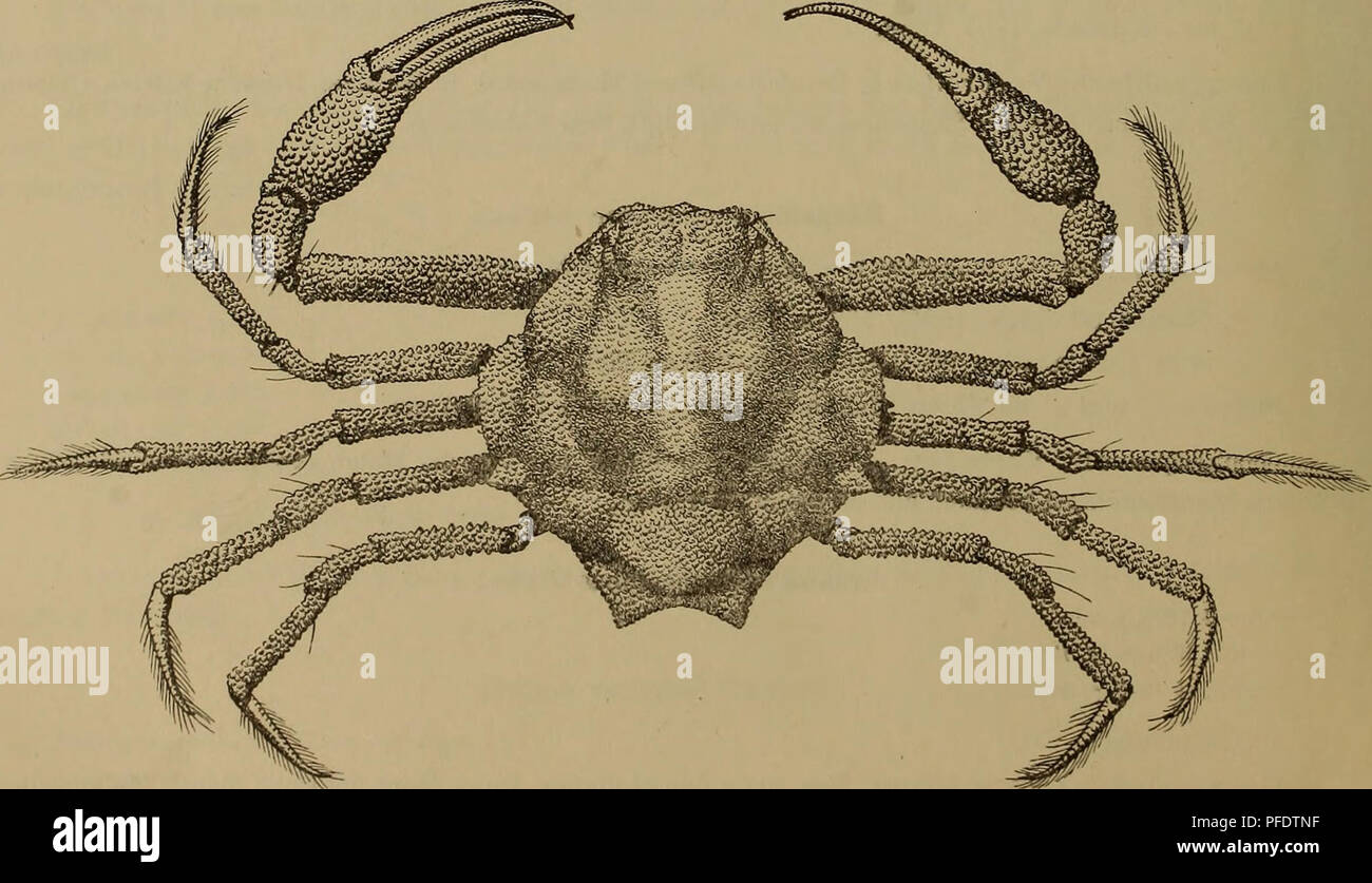 . Denkschriften - Österreichische Akademie der Wissenschaften. 16 Dr. H. Bai SS, Arcania quinquespinosa Ale. u. Anders. Alcock 1896, p. 266. Illustrations Investigator. Crustacea, Taf. 24, Fig. 6. 3 ö&quot;, 59 (darunter 2 mit Eiern), Station 143, 212 m Bodentiefe. Geographische Verbreitung: Persischer Golf, Ceylon, Indische Küste, Laccadiven, Japan. Dorippe dorsipes L. Alcock 1896, p. 277. Paris! 1914, p. 300. 1 9 ohne Eier, Suez, Jänner 1896. 1 cf, Abayil, 28. November 1897. ' Geographische Verbreitung: Weit verbreitet im Indopazifik, von der Ostküste Afrikas .bis nach Japan und Australien.  Stock Photo