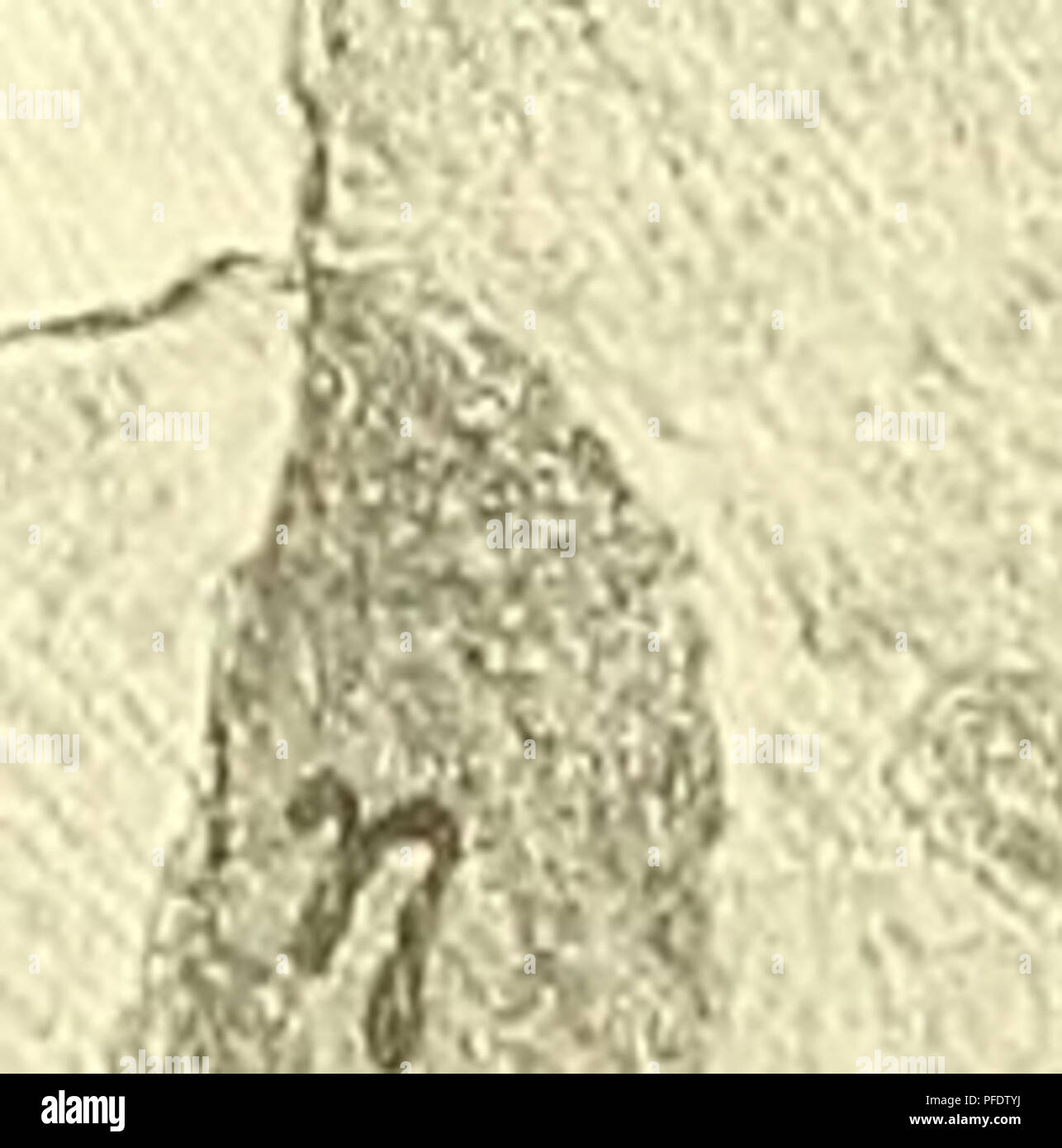 . Denkschriften - Österreichische Akademie der Wissenschaften. 568 B. Kuhart, einwandfrei feststellen, daß erst in der auf den Schnitt C folgenden Steinplatte die Hauptverbindung zwischen Calopteris dubia und dem Chorionopteris-^a.t.e. bestanden haben mag. Es ist naheliegend, daß die Rhachis schon knapp »vor der Verbindung mit dem Blatte« ^ eine Anschwellung ausbildet und in diesem Sinne könnten wir das Bild von der Schnittfläche A verstehen. Im Schnitte C (Photo 27, Taf. IV) finden wir knapp am Rande des Steines ein Stück des vermutlichen Sorus -rj. Auch die eine Seite von Calopteris dubia  Stock Photo