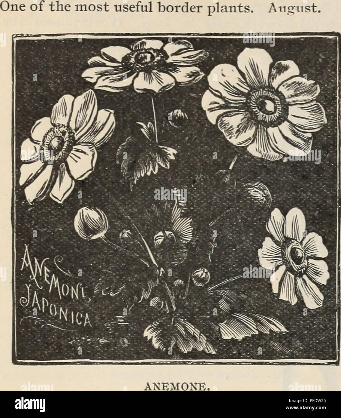 . Descriptive catalogue of fruit and ornamental trees, small fruits, shrubs, roses, bulbs, etc.. Nurseries (Horticulture) Minnesota Catalogs; Fruit trees Seedlings Catalogs; Plants, Ornamental Catalogs; Fruit Catalogs; Trees Seedlings Catalogs; Flowers Catalogs. 58 THE JEWELL NURSERY COMPANY'S A, Ptarmica. Var. Fl. PI. Double Flowering Sneezewort. —Of dwarf, spreading habit, with small, pure white, double daisy-like flowers; profuse bloomer; invaluable for cutting. ANEMONE. Wind Flower. A* Japonica.—A distinct and beauti- ful species. Flowers two and one-half inches in diameter; bright purplis Stock Photo