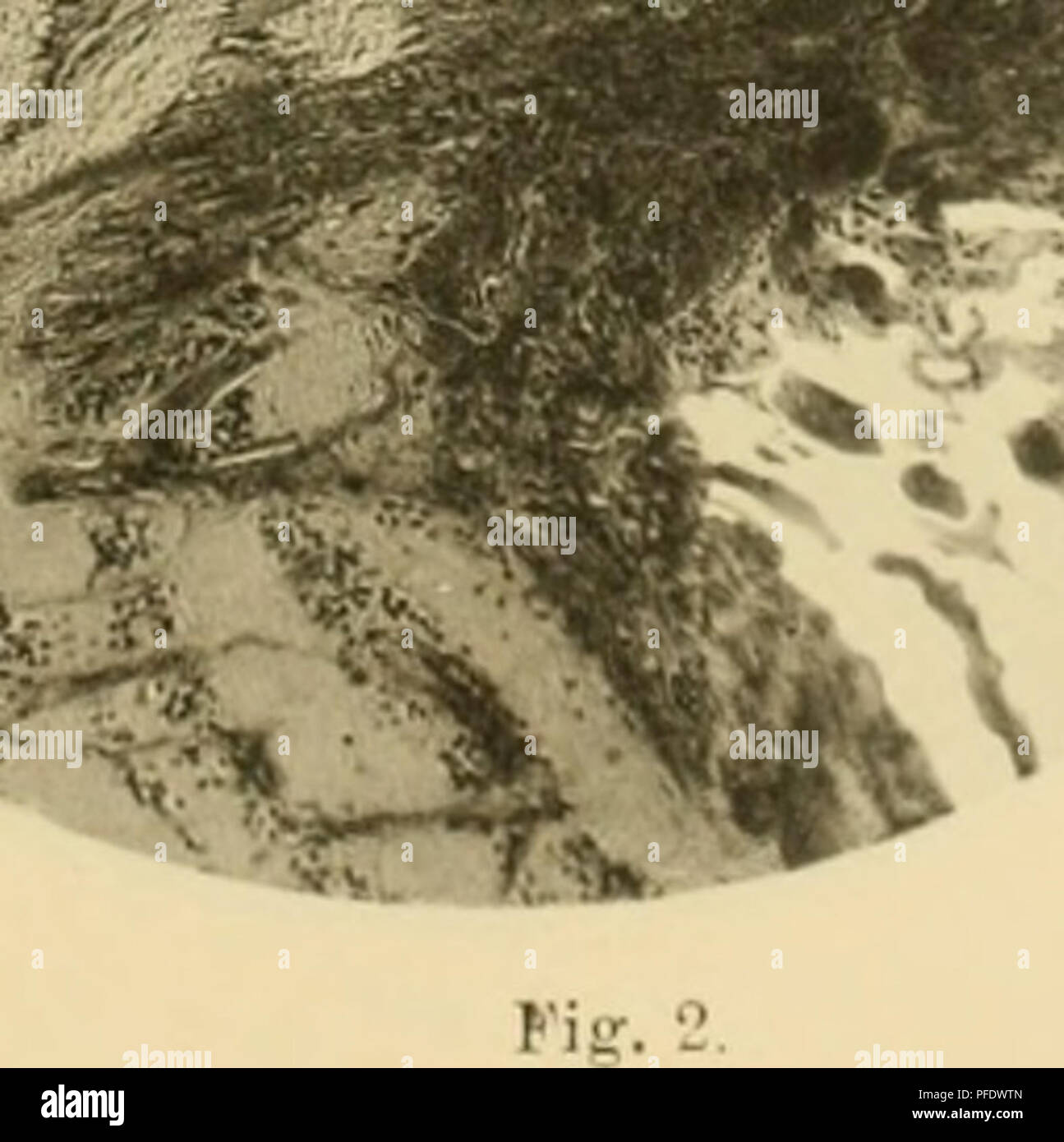 This publication from the Austrian Academy of Sciences features works ...