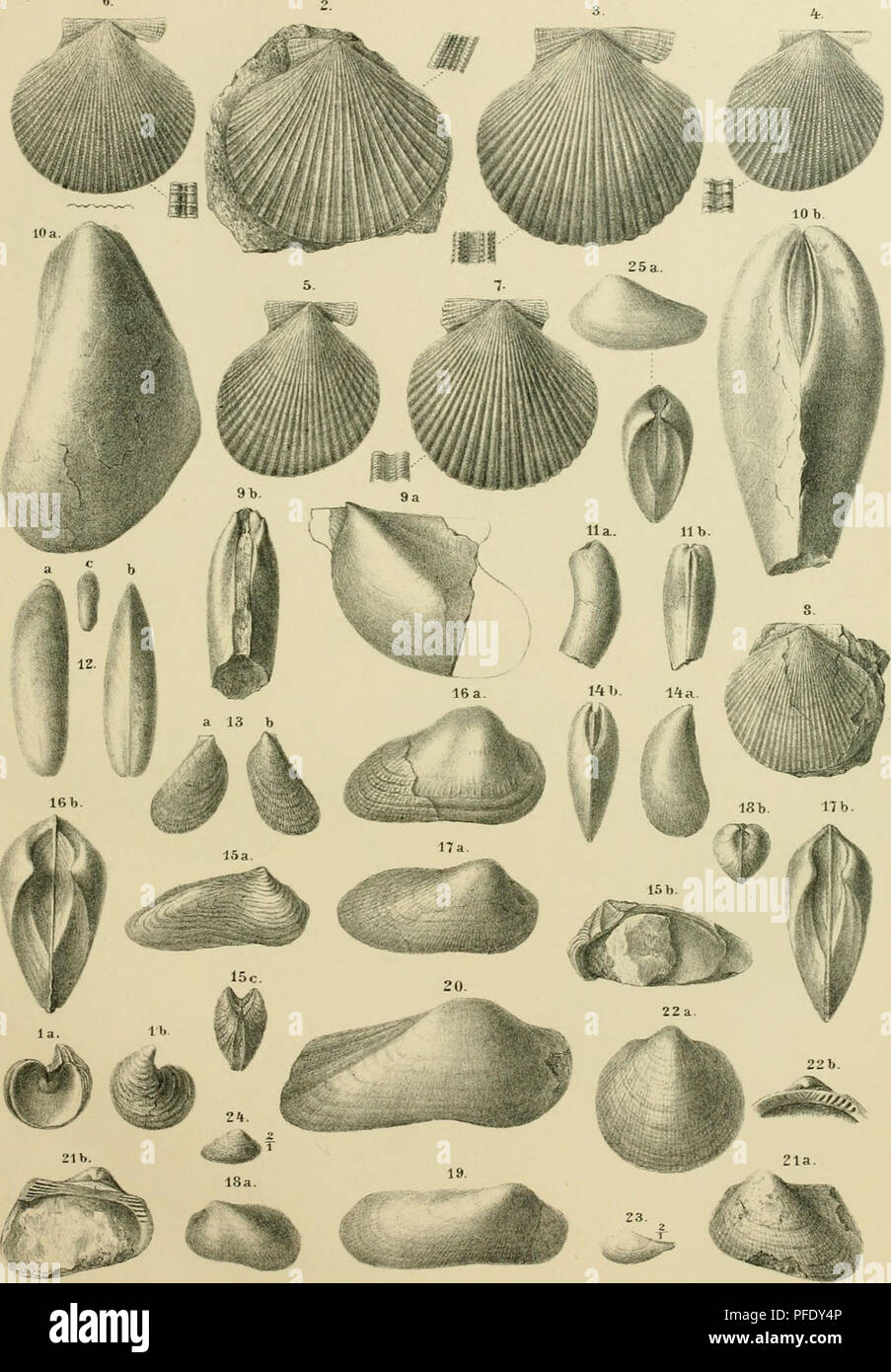 Filibranchia This illustration from the Austrian Academy of Sciences depicts various ...