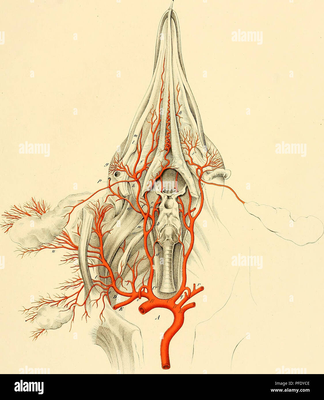 This volume from the Imperial Academy of Sciences presents scholarly ...
