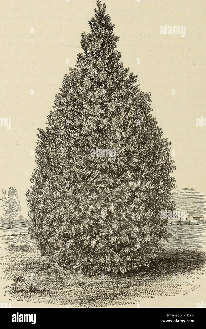 . Descriptive catalogue of ornamental trees, flowering shrubs, vines