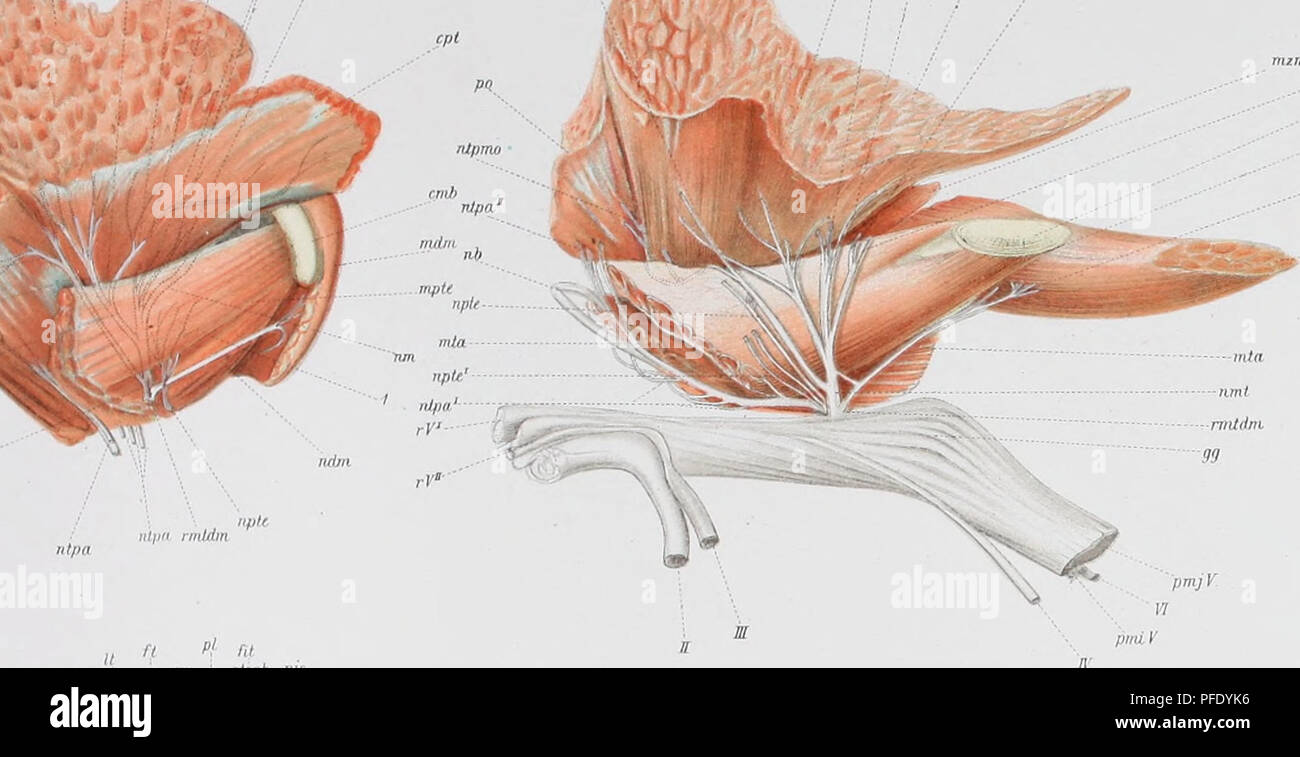 . Denkschriften der Medicinisch-Naturwissenschaftlichen Gesellschaft zu Jena. Schulman.Trigeminus-Muskulatur der Monotremen. JEN. DENKSCHRIFTEN, Bd VI. 2. Semon, Forschungsreisen.Bd. EI. 2. Taf. LV t LVI. 26 tmm Um € pscat ----- ntpino ntpm cml ntO&gt;' nipp&quot; , nipp' ntpm' cijü •i./o ntpm* ntpp 21. nipp' 9Pt ntpp. mzm nm ippmzm&quot; cmb mpte icmpt ndm .mtlm niua rmtdm 28 Ihr opam , n - J. (1.1 pjhix pm atiph pr ao'sph onjmr &quot;&quot;'&quot;' mir PJS ornzm  , 20. aosph aisph ''. l ocmi otsph f opot aptm ' ocmi opst. Please note that these images are extracted from scanned page images t Stock Photo