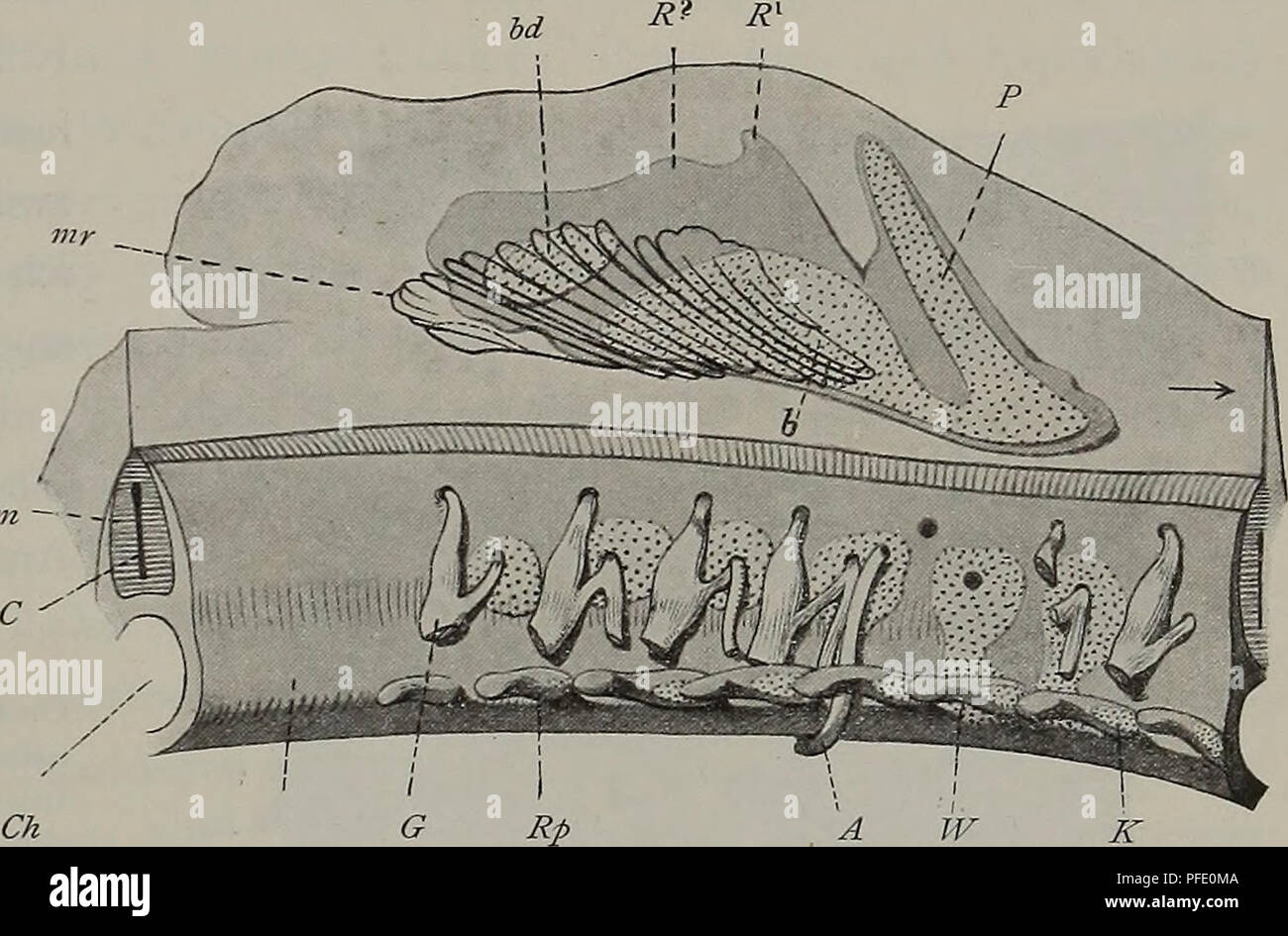 . Denkschriften der Medicinisch-Naturwissenschaftlichen Gesellschaft zu Jena. Fig. 7 b. bildet. Sie ist vom RÃ¼ckenmark durch einen geringen Zwischenraum getrennt. ZÃ¼ge von Mesoderm- zellen und -fasern, welche quer von einer Seite der Flossenleiste zur anderen verlaufen, schlieÃen basal gleichsam die. Flossenleiste gegen die Medulla ab, so daÃ auf Querschnitten die Abgrenzung der Mesodermverdichtung eher noch schÃ¤rfer erscheint als im Sagittalschnitt. Auch ist die Anlage der Neuralbogen in diesem Entwickelungsstadium dorsalwÃ¤rts noch nicht so weit in die HÃ¶he gerÃ¼ckt, daÃ an ein unmittelb Stock Photo