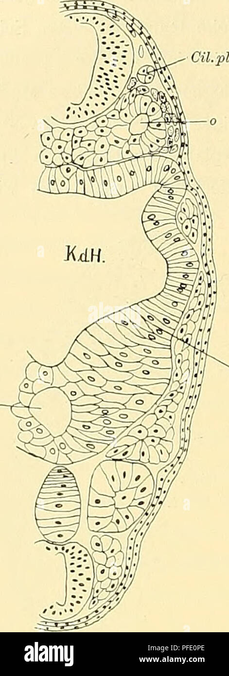 This study from the Medicinisch-Naturwissenschaftlichen Gesellschaft zu ...
