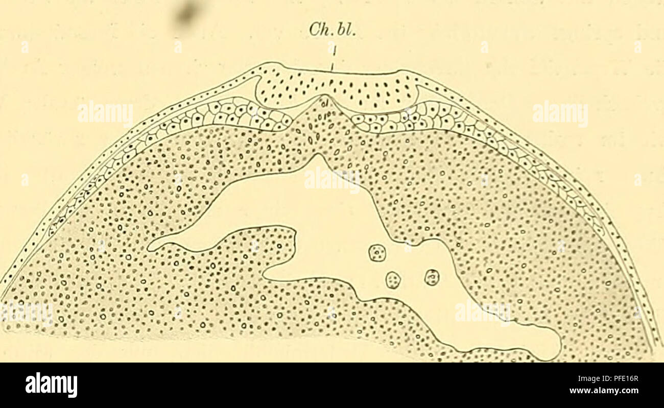 Axiales mesoderm hires stock photography and images Alamy