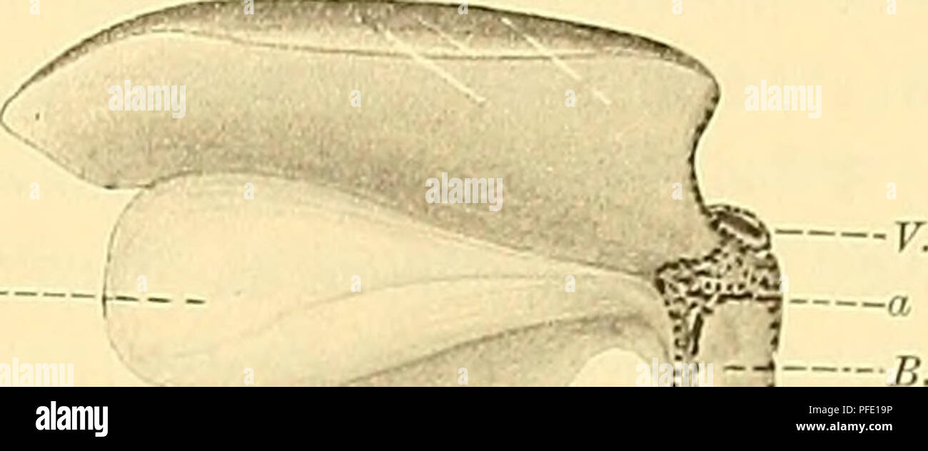 . Denkschriften der Medicinisch-Naturwissenschaftlichen Gesellschaft zu Jena. H7 Ueber die Entwicklung der Mesenterien, der Leberligamente und der Leberform bei den Lungenfischen. 627 Fig. 46. Fig. 47-. Eingangsstelle einen dritten, stärker fixirten Punkt der Leber bildet. (Näheres hierüber siehe meine Arbeit: „Die Entwickelungsgeschichte der Bursa omentalis und ähnlicher Recessbildungen bei den Wirbelthieren&quot;, Wiesbaden 1904, p. 559—569.) Von diesen dorsalen Leberligamenten ist das Omentum minus anfangs relativ lang CTextfig. 42 0. min); später wird es bei der starken Verlängerung des Lo Stock Photo