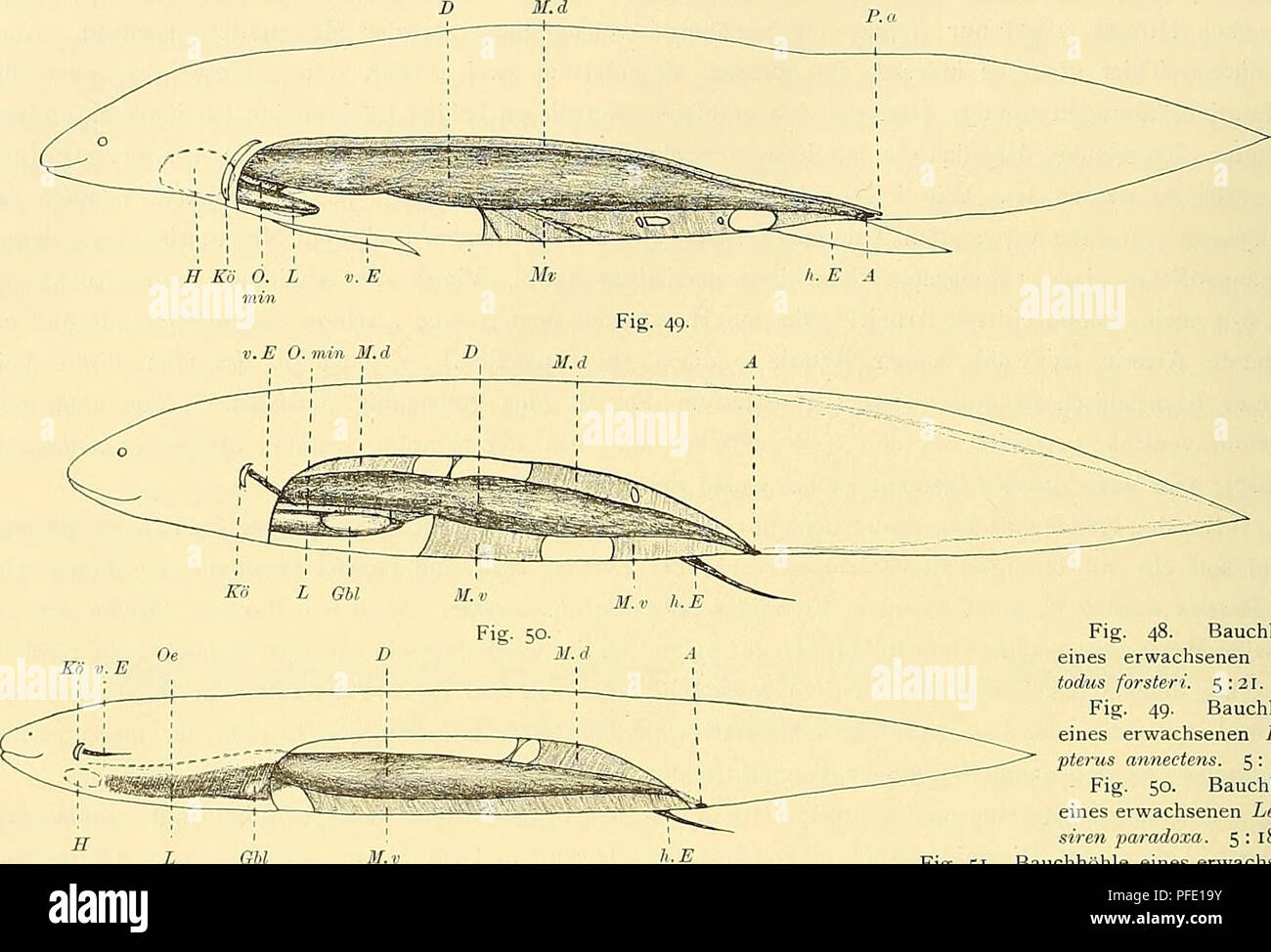 A scientific report detailing the development of mesenteries and liver ...
