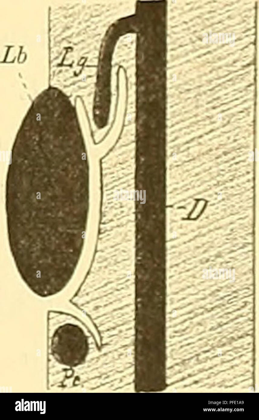. Denkschriften der Medicinisch-Naturwissenschaftlichen Gesellschaft zu Jena. (Ij Ueber die Entwickelung der Mesenterien, der Leberligamente und der Leberform bei den Lungenfischen. 623 In diese Plica mesogastrica wächst in späteren Stadien (von Stadium 46 ab) die Leber hinein. So entsteht ein anfangs massig langer Leberlappen, der Lob us venae cavae hepatis (Textfig. 36—39 L. v. c), welcher die dorsale Begrenzung des Hiatus übernimmt (Textfig. 24 Lb, p. 614). Bald nachdem die Pankreasanlage einigermaassen gross geworden ist, entsteht (in Stadium 46) von der caudalen Partie des Recessus hepato Stock Photo