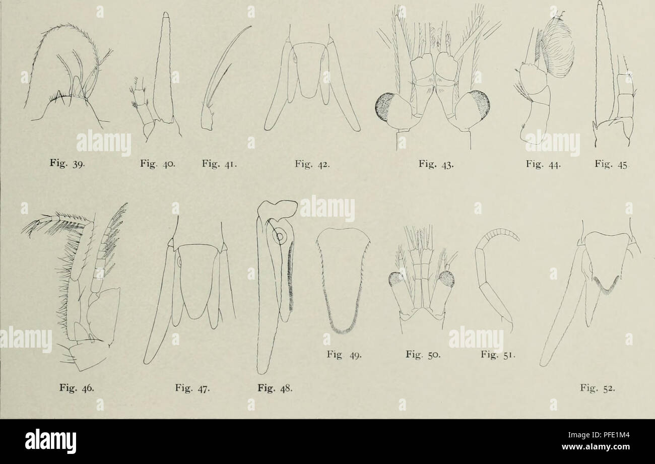 Danish fungi as represented in the herbarium of ERostrup . If f 1 iH 1  lirifl ij 1 1 ,M Ill;II ii lil 1 J^ Fig. 29-30: Herpotrichia rubi Fuckel,  hab.-p. asc.