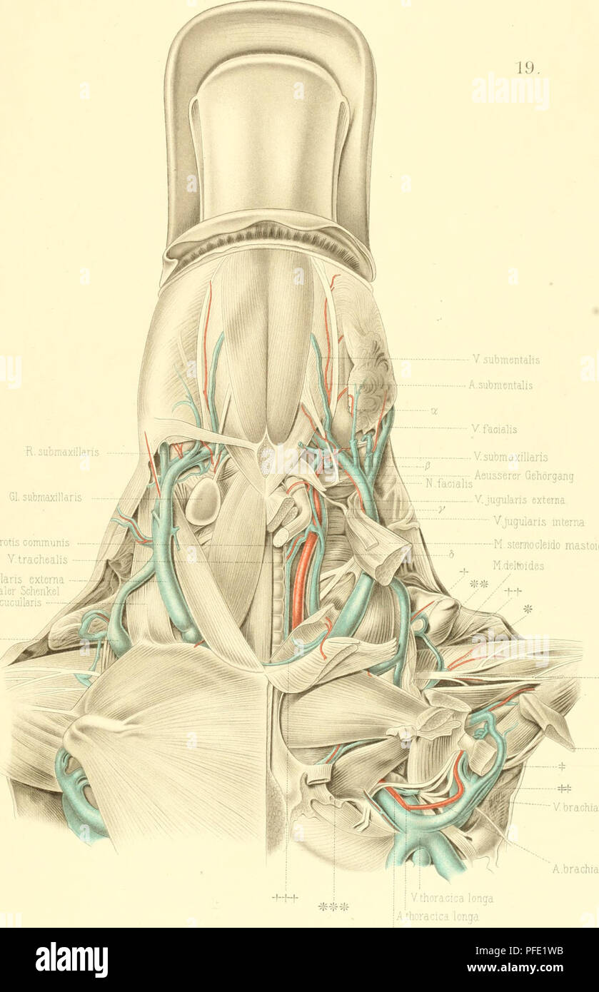 . Denkschriften der Medicinisch-Naturwissenschaftlichen Gesellschaft zu Jena. Hochs tetter, JEN. DENKSCHRIFTEN, Bd.V SemoTi, Dil ll.btl'.XIX. bmetitalis. Gl. subma? A.carotis commui: V.trache i'jularis externa --J V.submaxillaris msserer Gehörqanq .facialis externa / igularis interna vleido mast .radialis Mbiceps Vbrachialis A.bracl ortga llaris Gustav Fischer. Please note that these images are extracted from scanned page images that may have been digitally enhanced for readability - coloration and appearance of these illustrations may not perfectly resemble the original work.. Medizinisch-nat Stock Photo