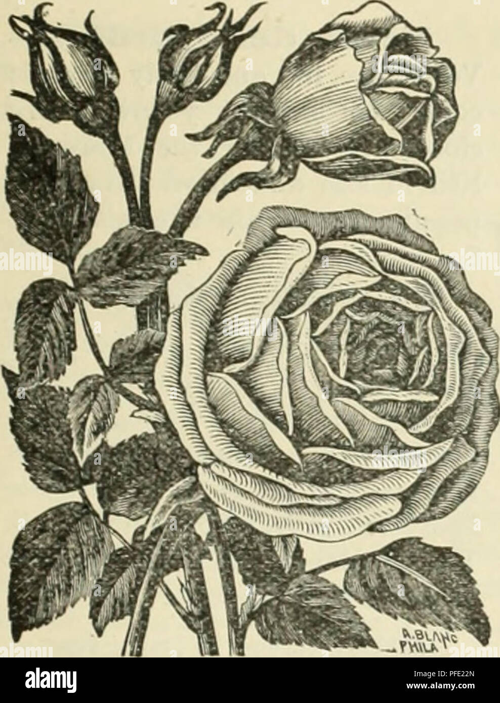 . Descriptive catalogue of the Jewell Nursery Co. Nursery stock Minnesota Catalogs; Plants, Ornamental Catalogs; Fruit Catalogs; Flowers Catalogs. CT.OTHILDE SOUPERT.. SUNSET.. Please note that these images are extracted from scanned page images that may have been digitally enhanced for readability - coloration and appearance of these illustrations may not perfectly resemble the original work.. Jewell Nursery Co; Henry G. Gilbert Nursery and Seed Trade Catalog Collection. Lake City, Minn. : Jewell Nursery Co. Stock Photo