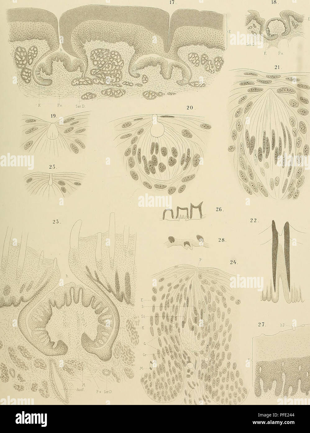 Gl Vii High Resolution Stock Photography And Images Alamy